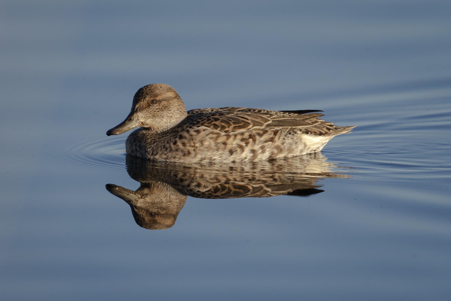 sarcelle-d-hiver-green-winged-teal