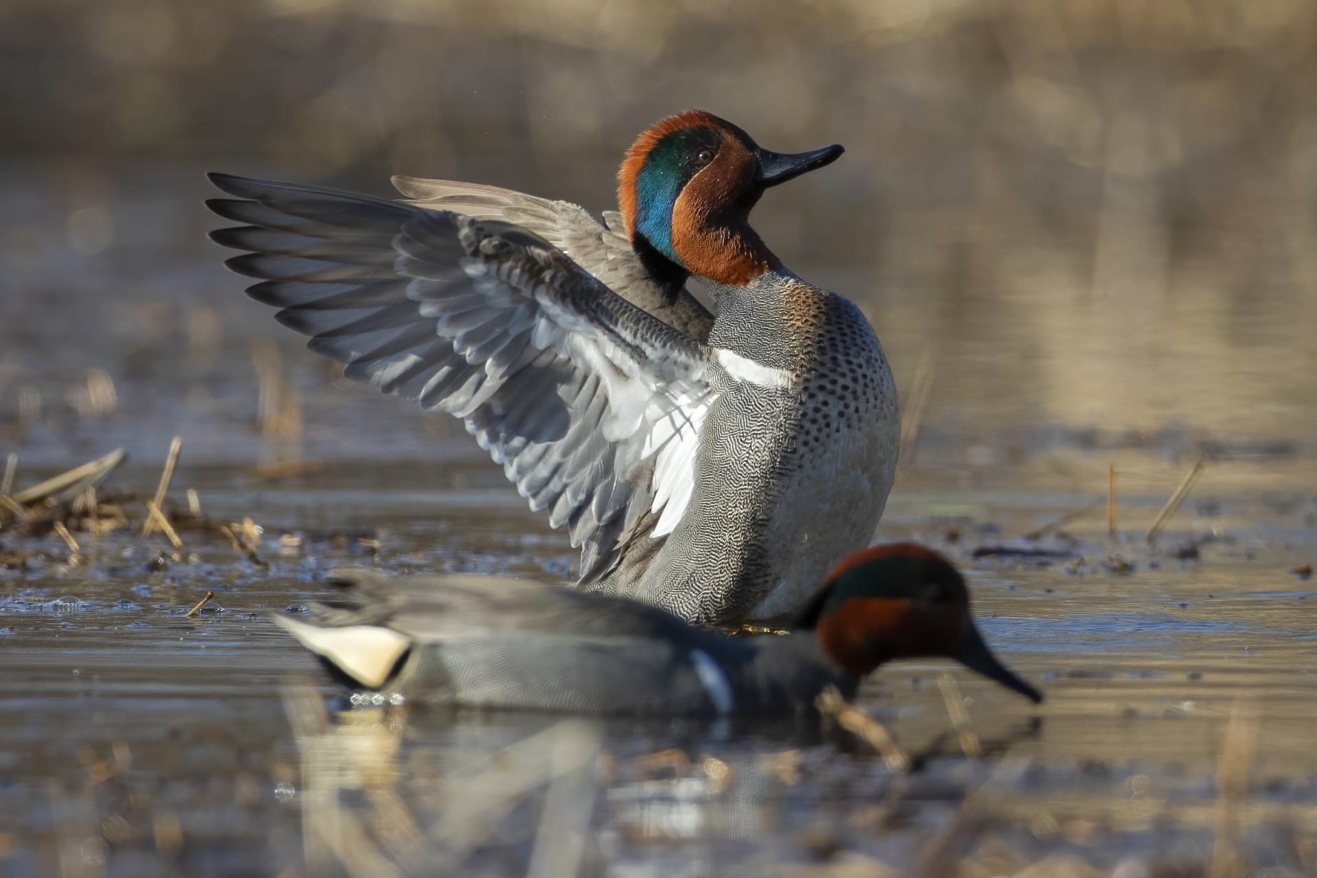 sarcelle-d-hiver-green-winged-teal