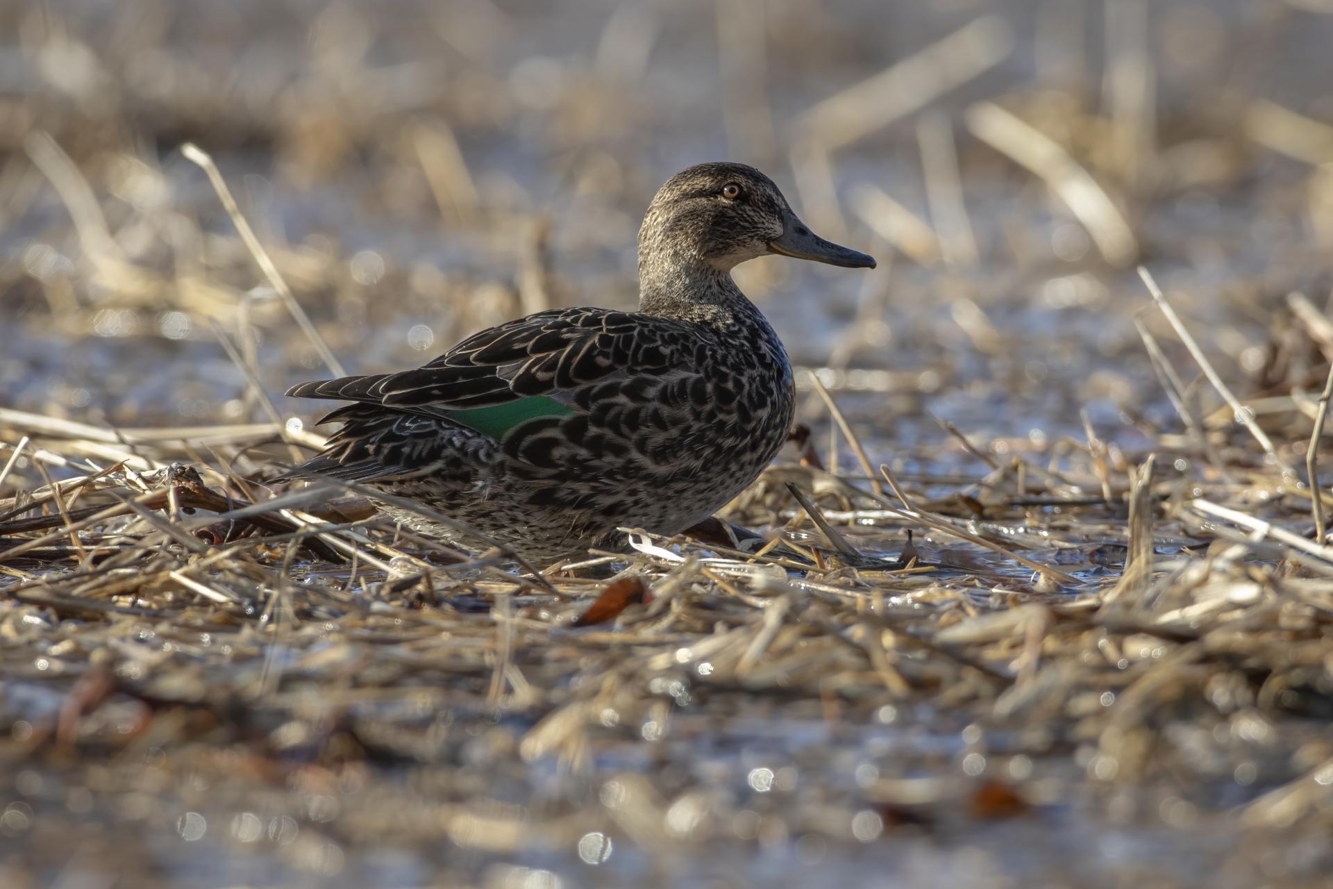 sarcelle-d-hiver-green-winged-teal