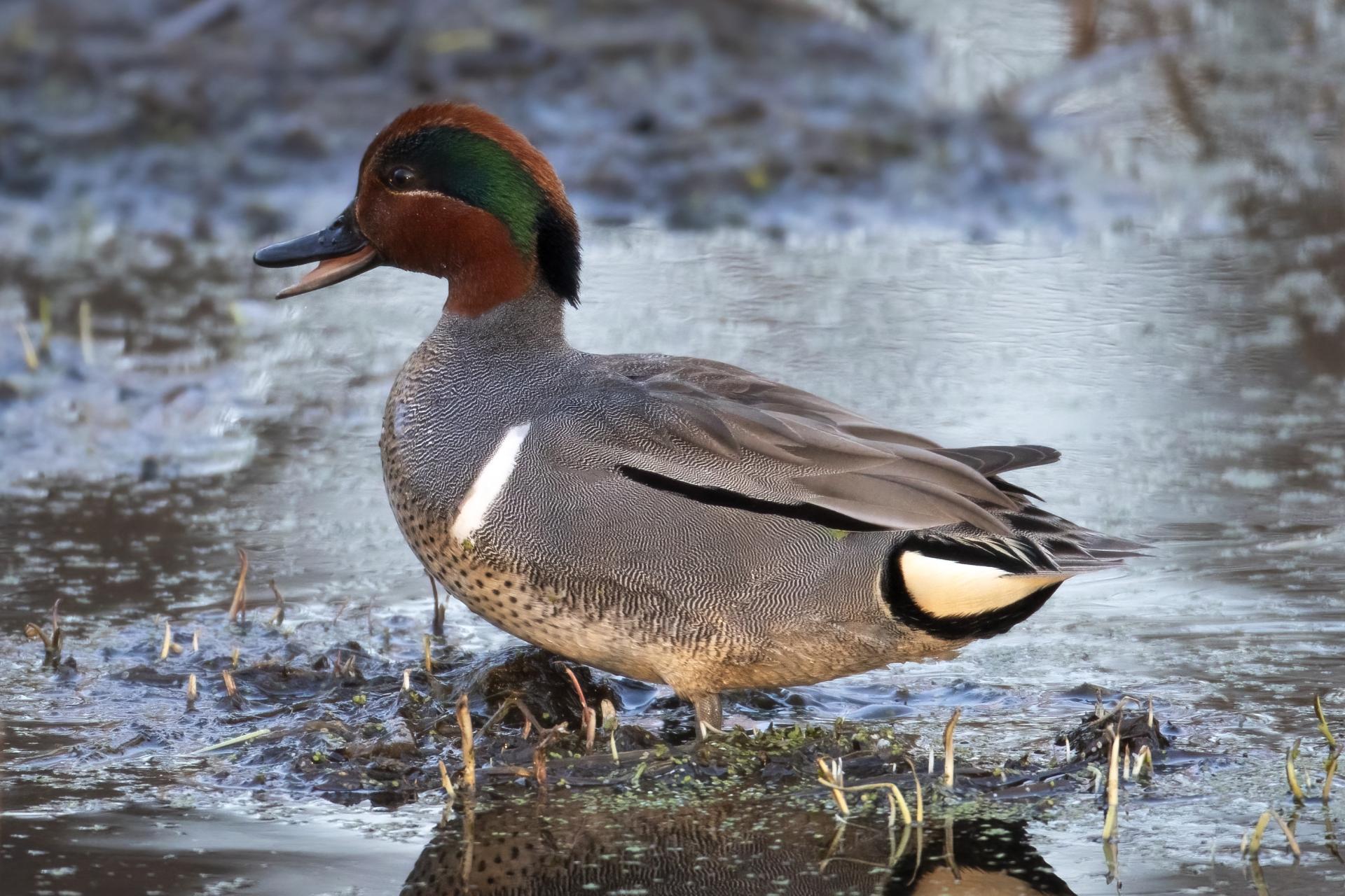 sarcelle-d-hiver-green-winged-teal