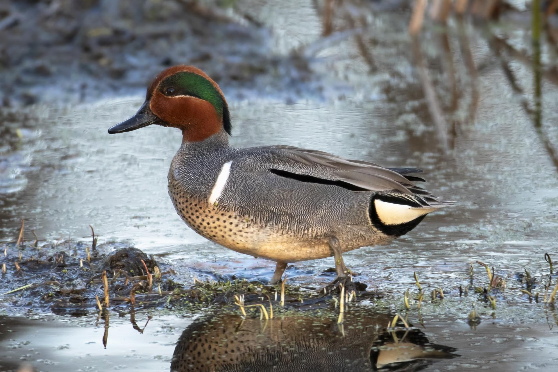 sarcelle-d-hiver-green-winged-teal