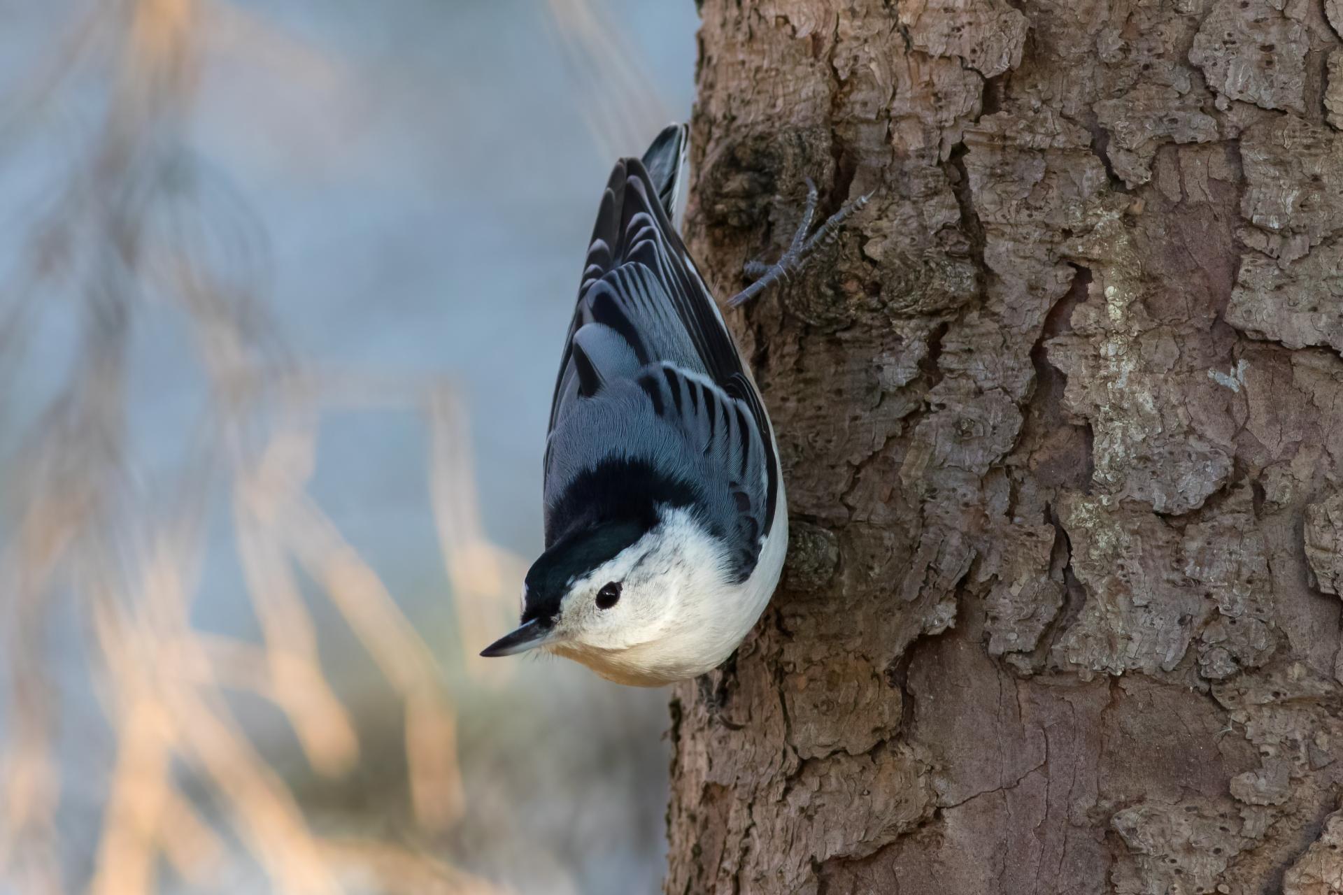 sittelle-a-poitrine-blanche-white-breasted-nuthatch