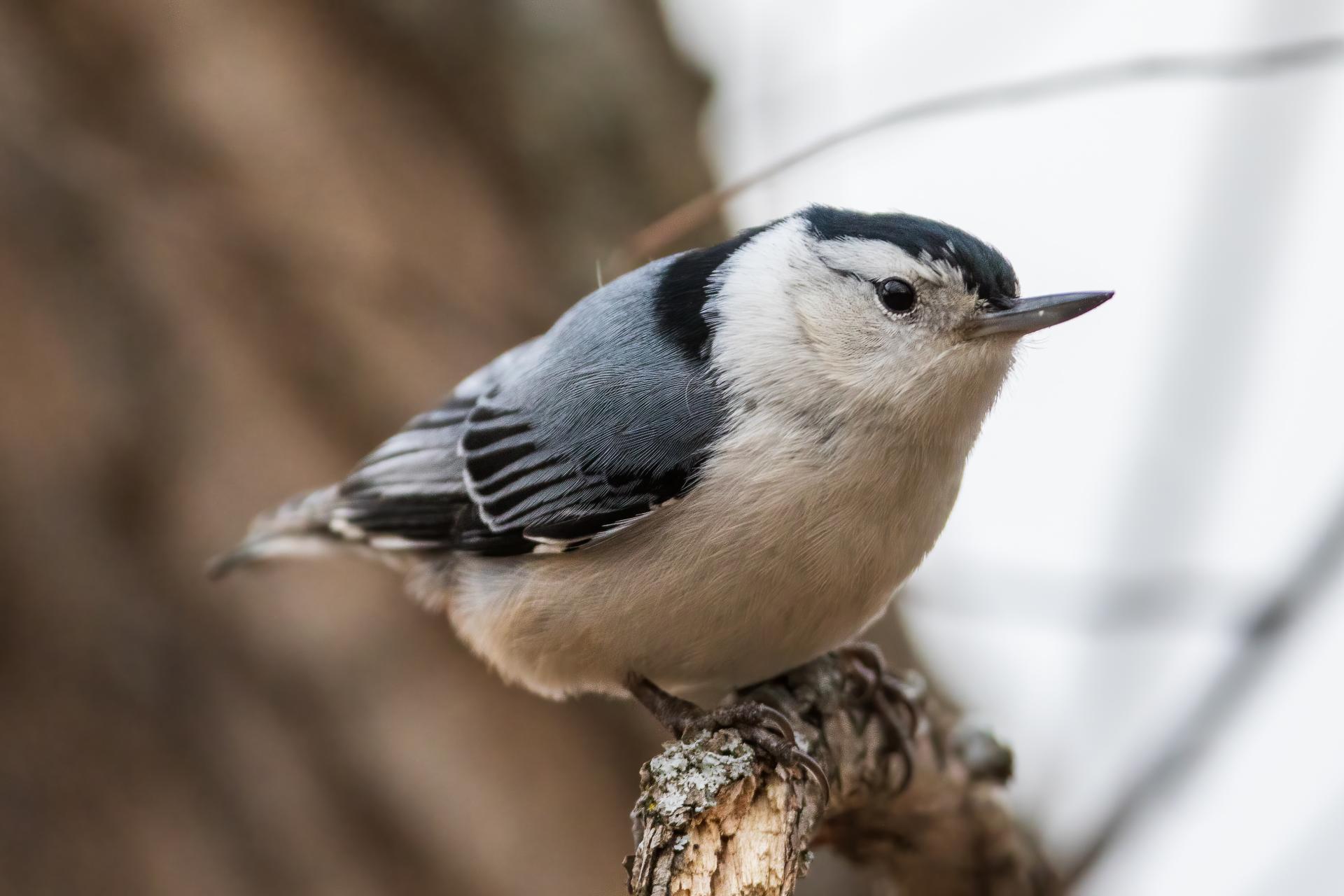 sittelle-a-poitrine-blanche-white-breasted-nuthatch