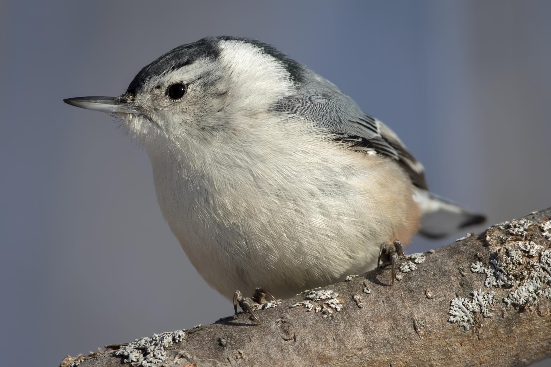 sittelle-a-poitrine-blanche-white-breasted-nuthatch