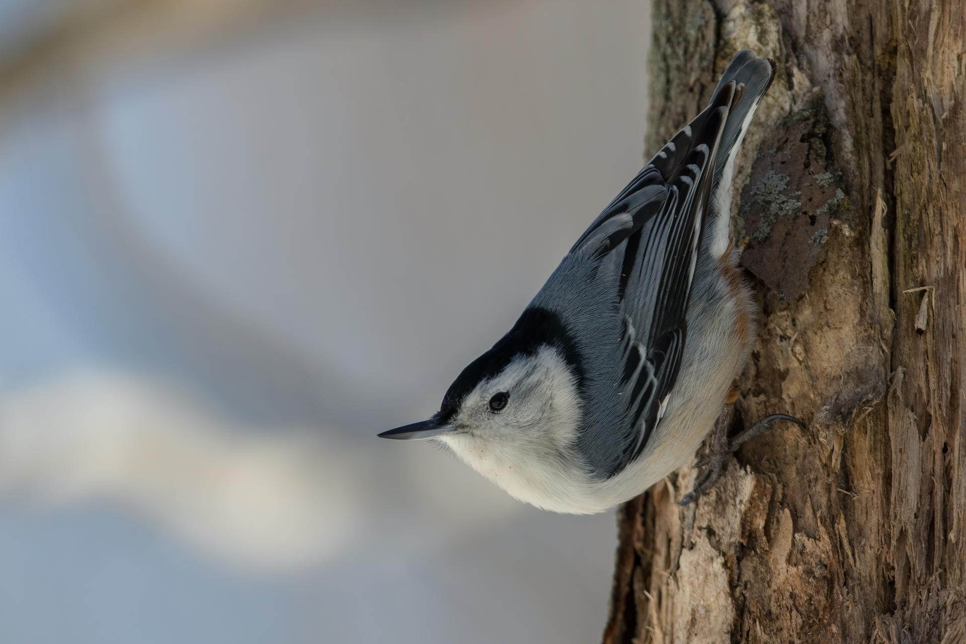 sittelle-a-poitrine-blanche-white-breasted-nuthatch