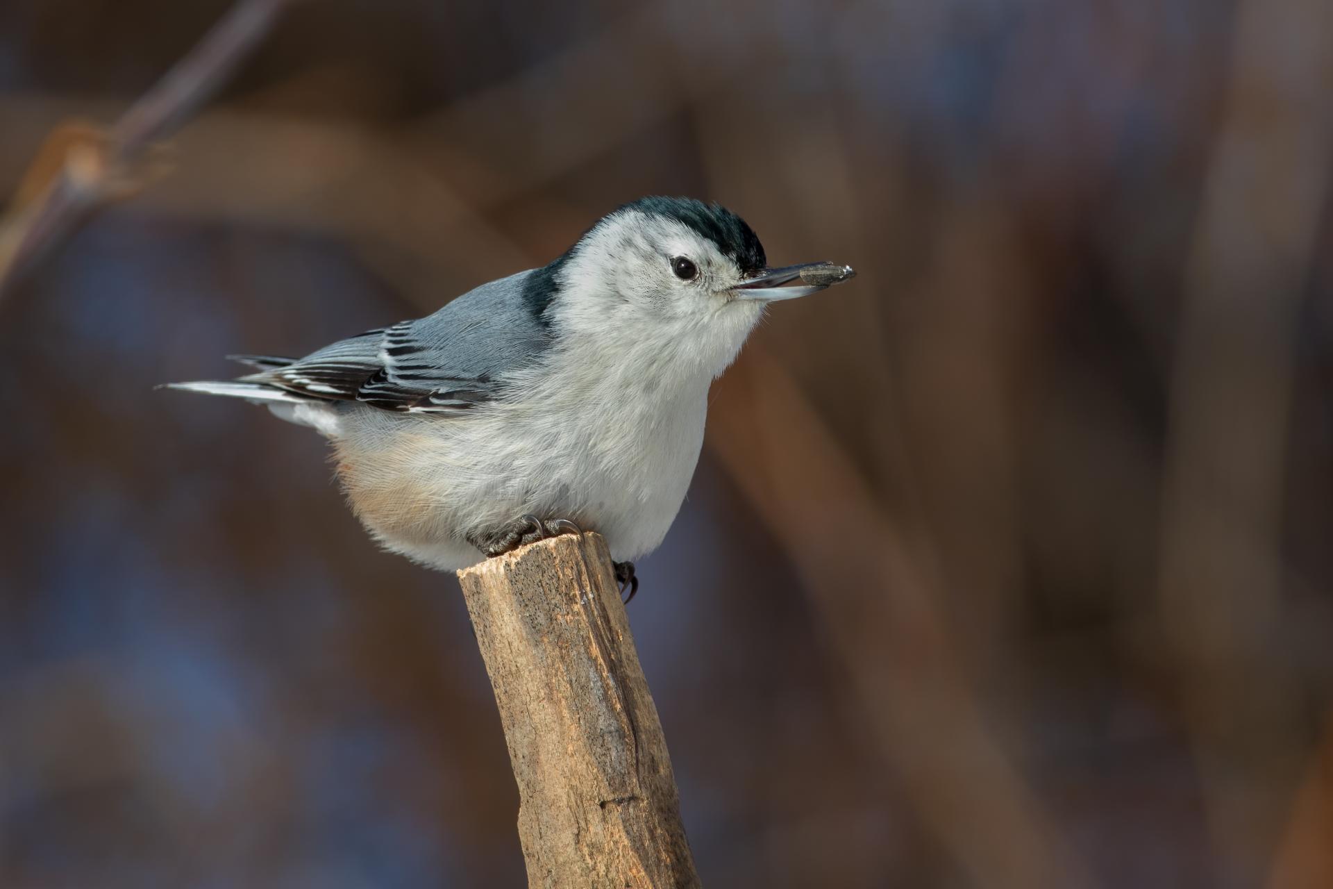 sittelle-a-poitrine-blanche-white-breasted-nuthatch