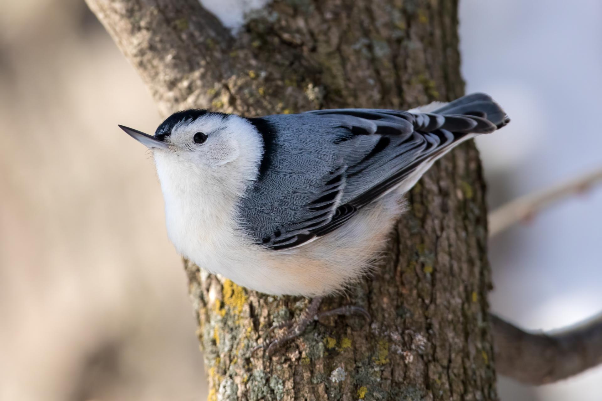 sittelle-a-poitrine-blanche-white-breasted-nuthatch