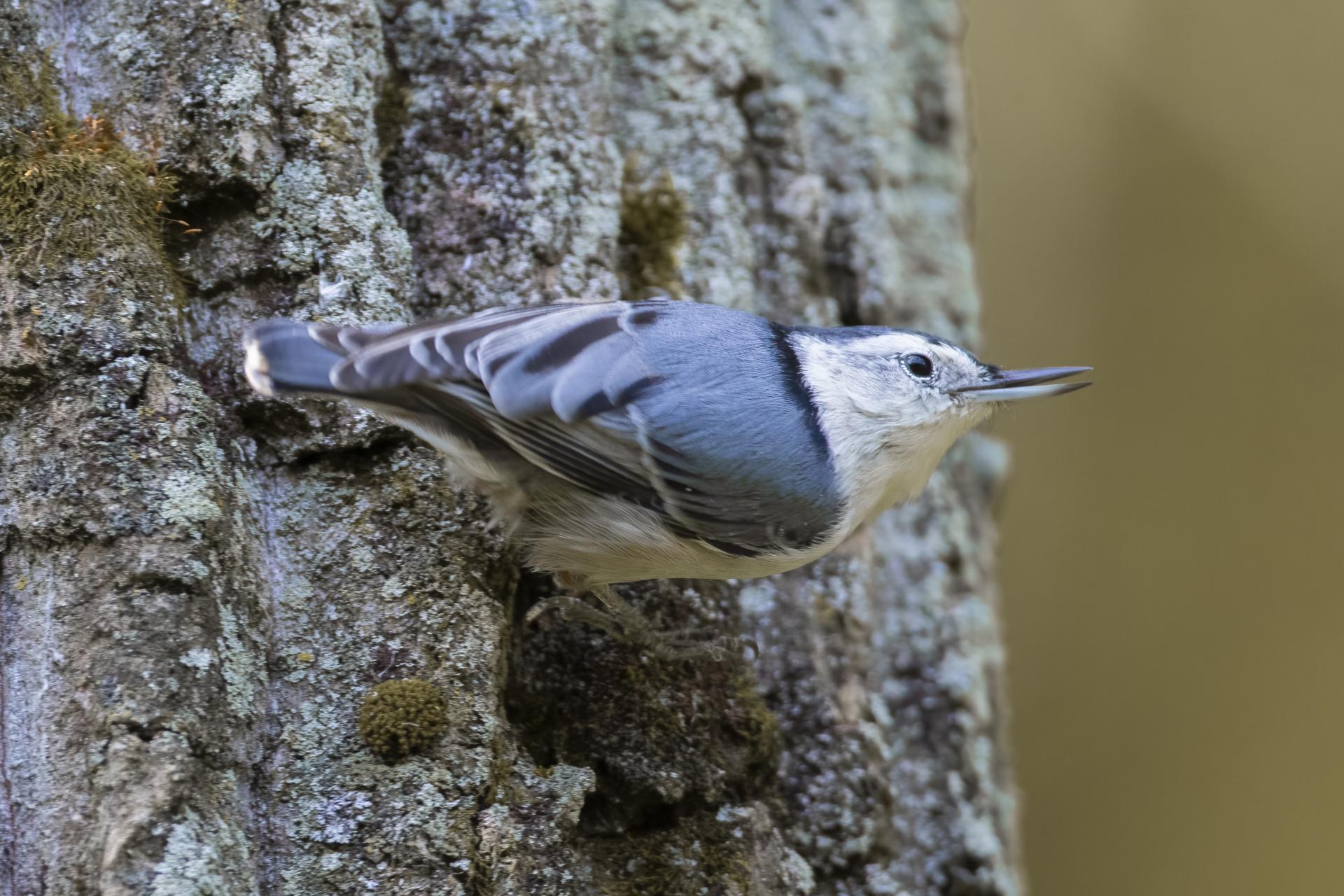 sittelle-a-poitrine-blanche-white-breasted-nuthatch