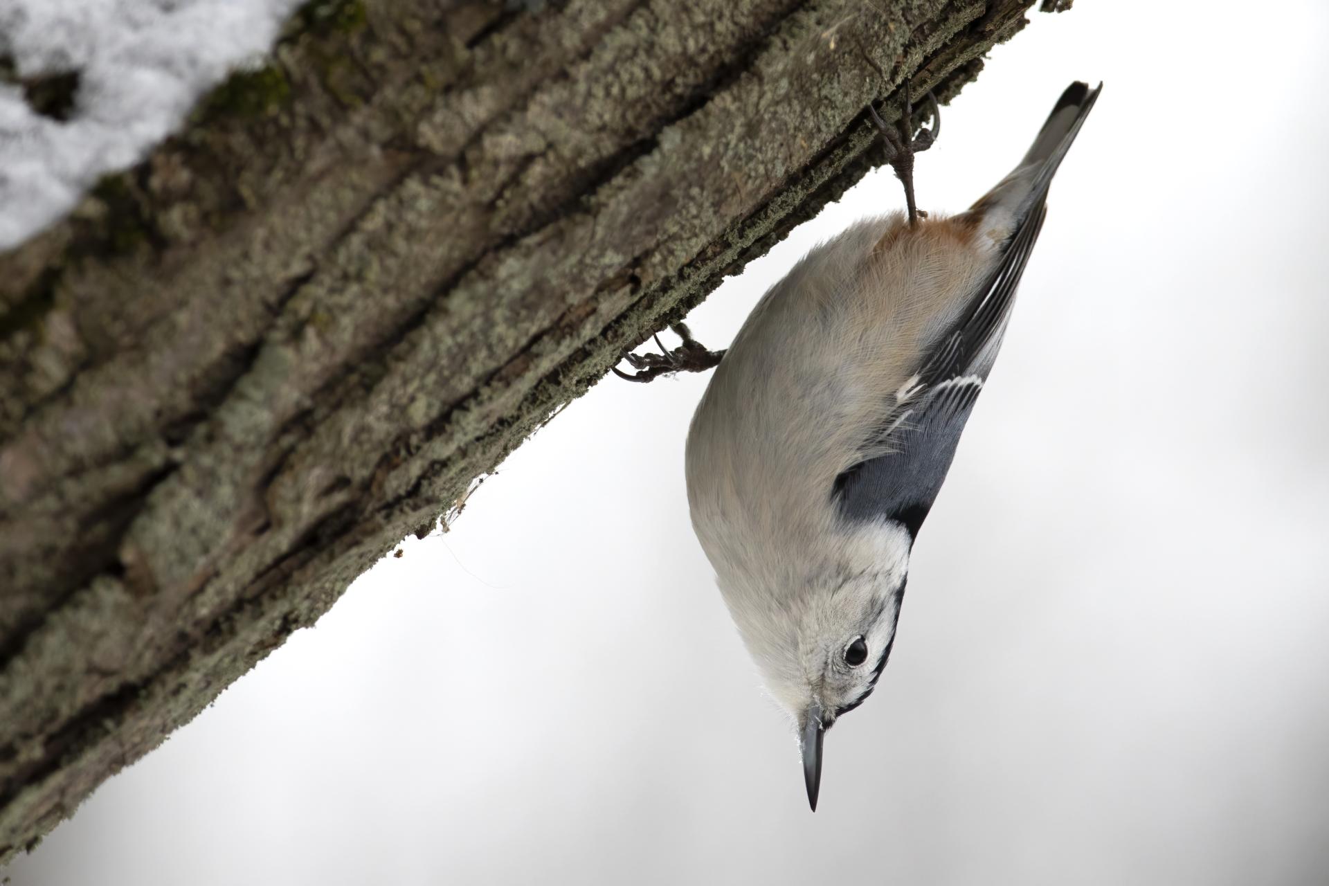 sittelle-a-poitrine-blanche-white-breasted-nuthatch