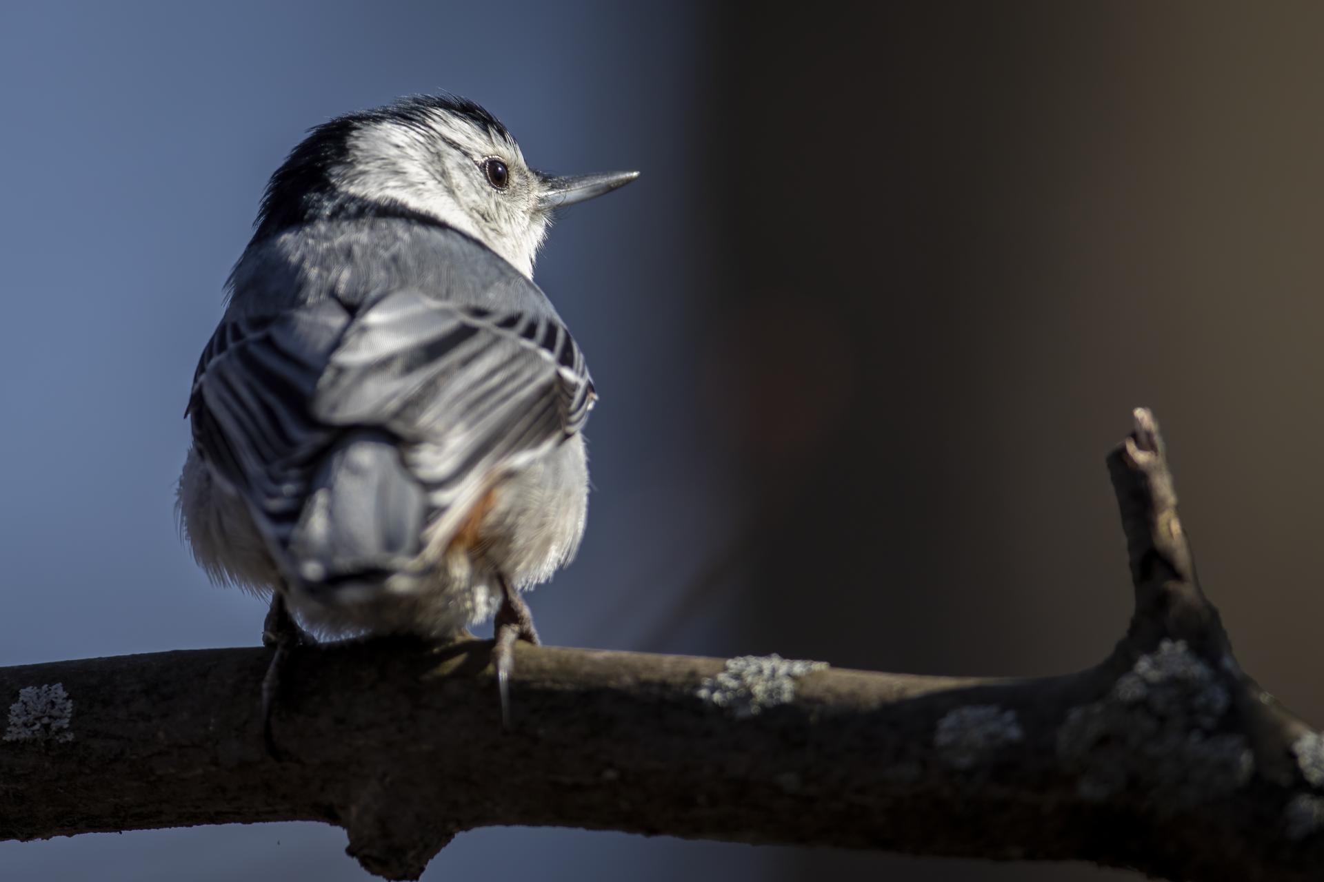 sittelle-a-poitrine-blanche-white-breasted-nuthatch