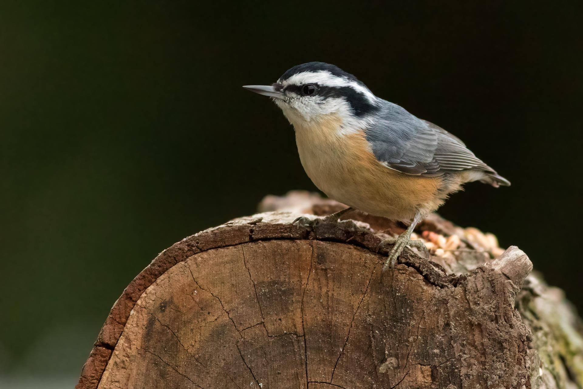 sittelle-a-poitrine-rousse-red-breasted-nuthatch