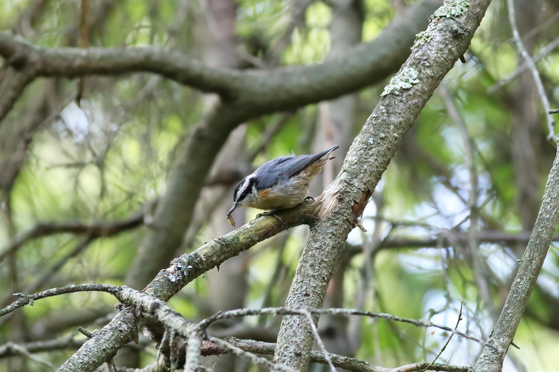 sittelle-a-poitrine-rousse-red-breasted-nuthatch