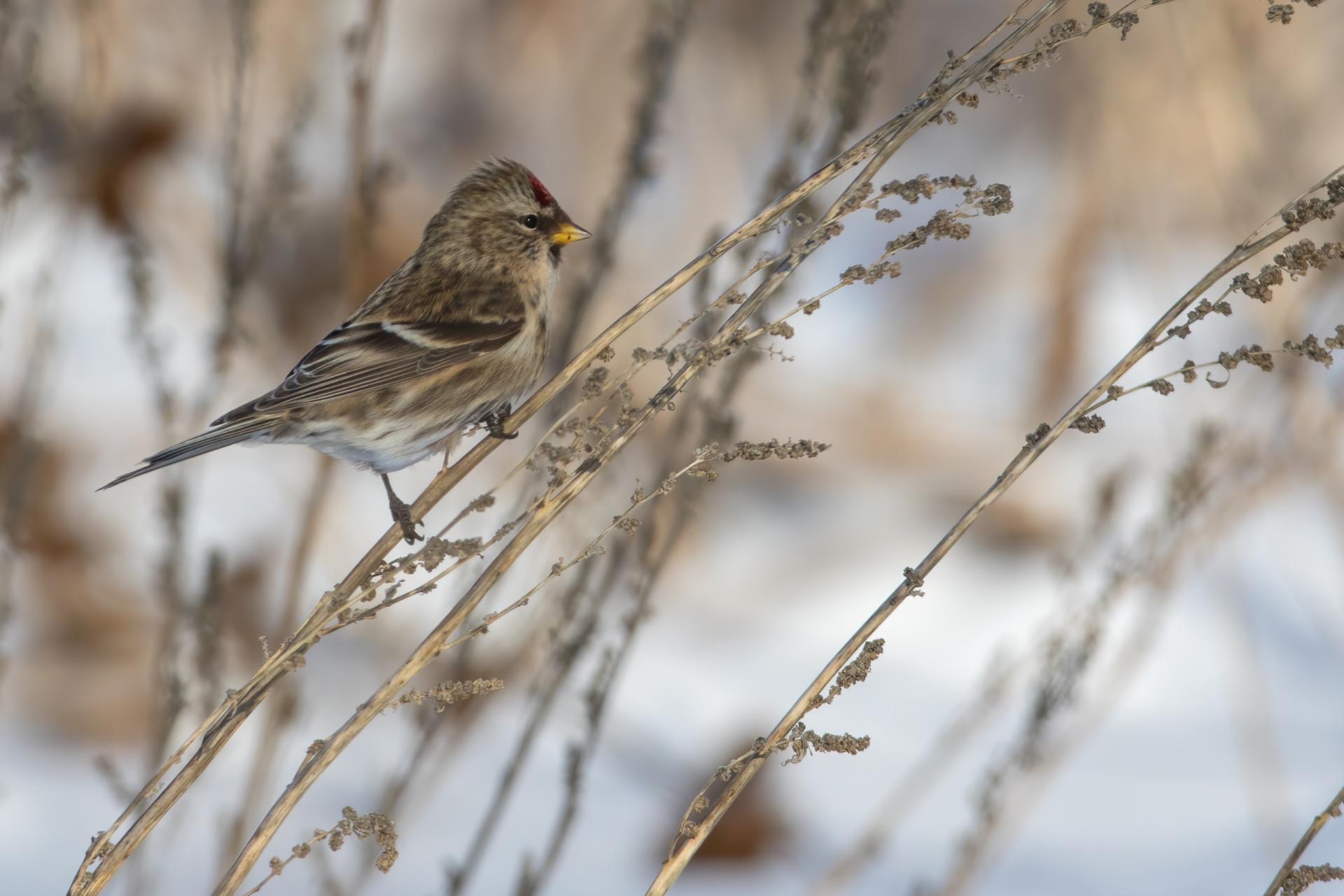 sizerin-flamme-common-redpoll