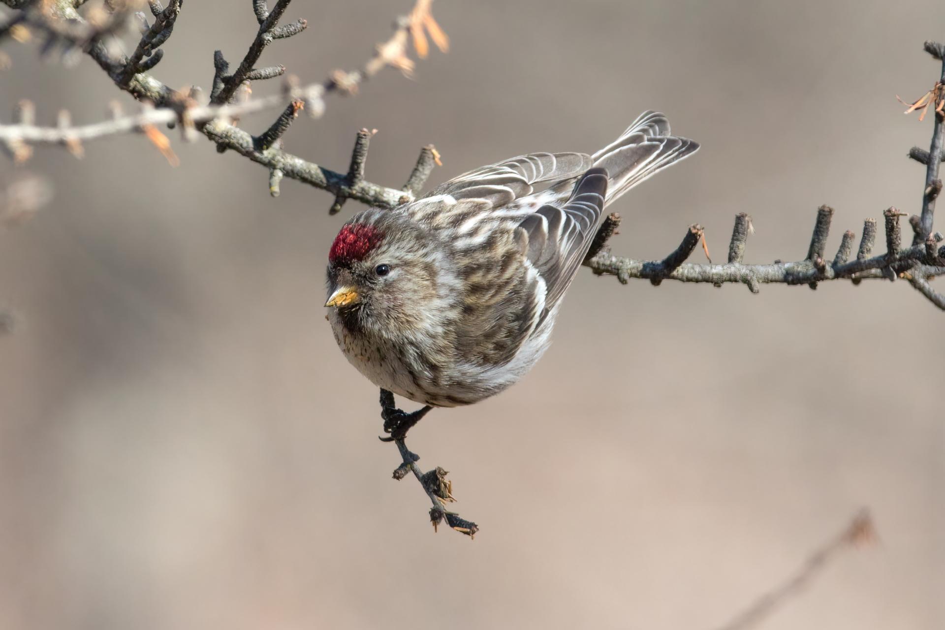 sizerin-flamme-common-redpoll