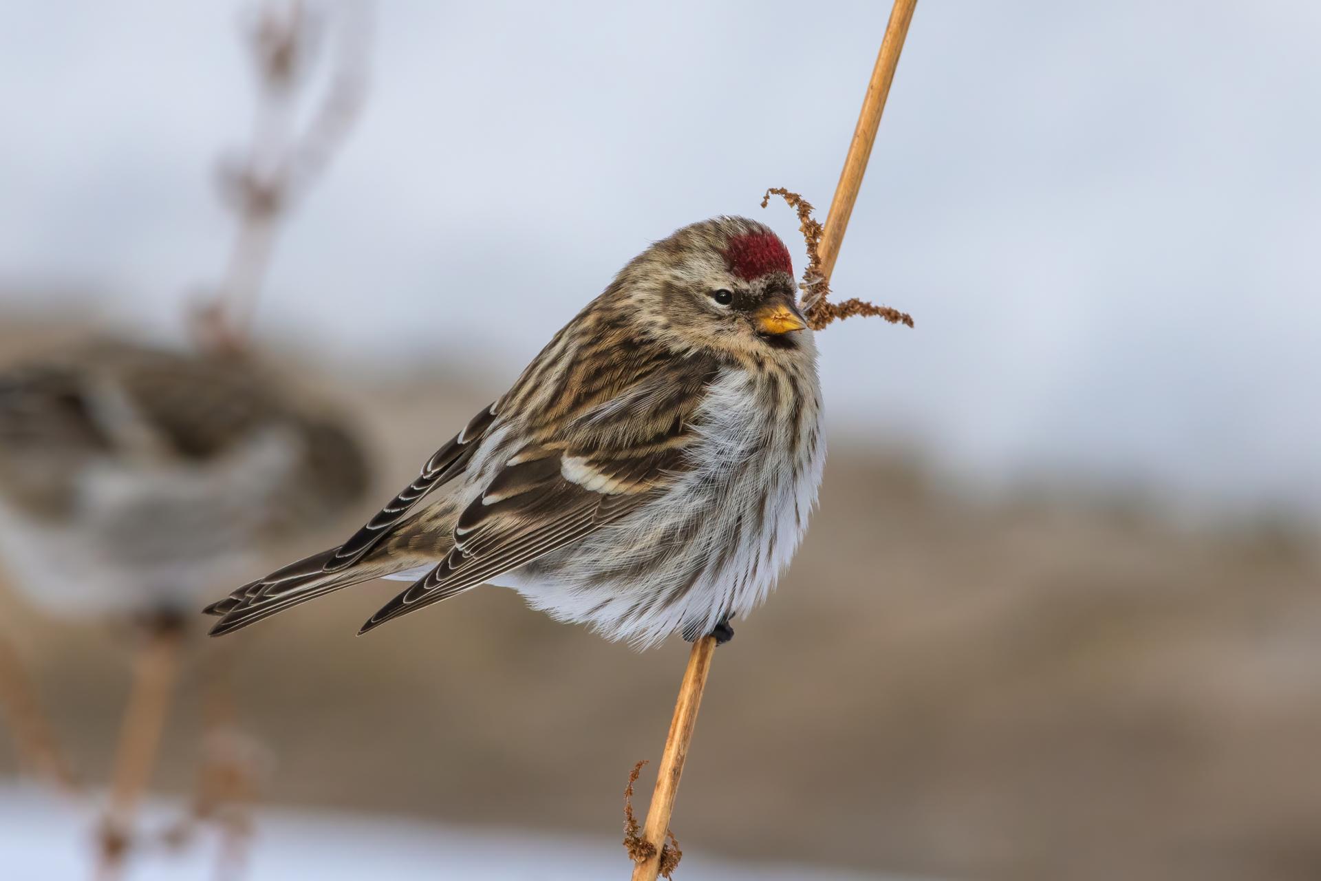 sizerin-flamme-common-redpoll