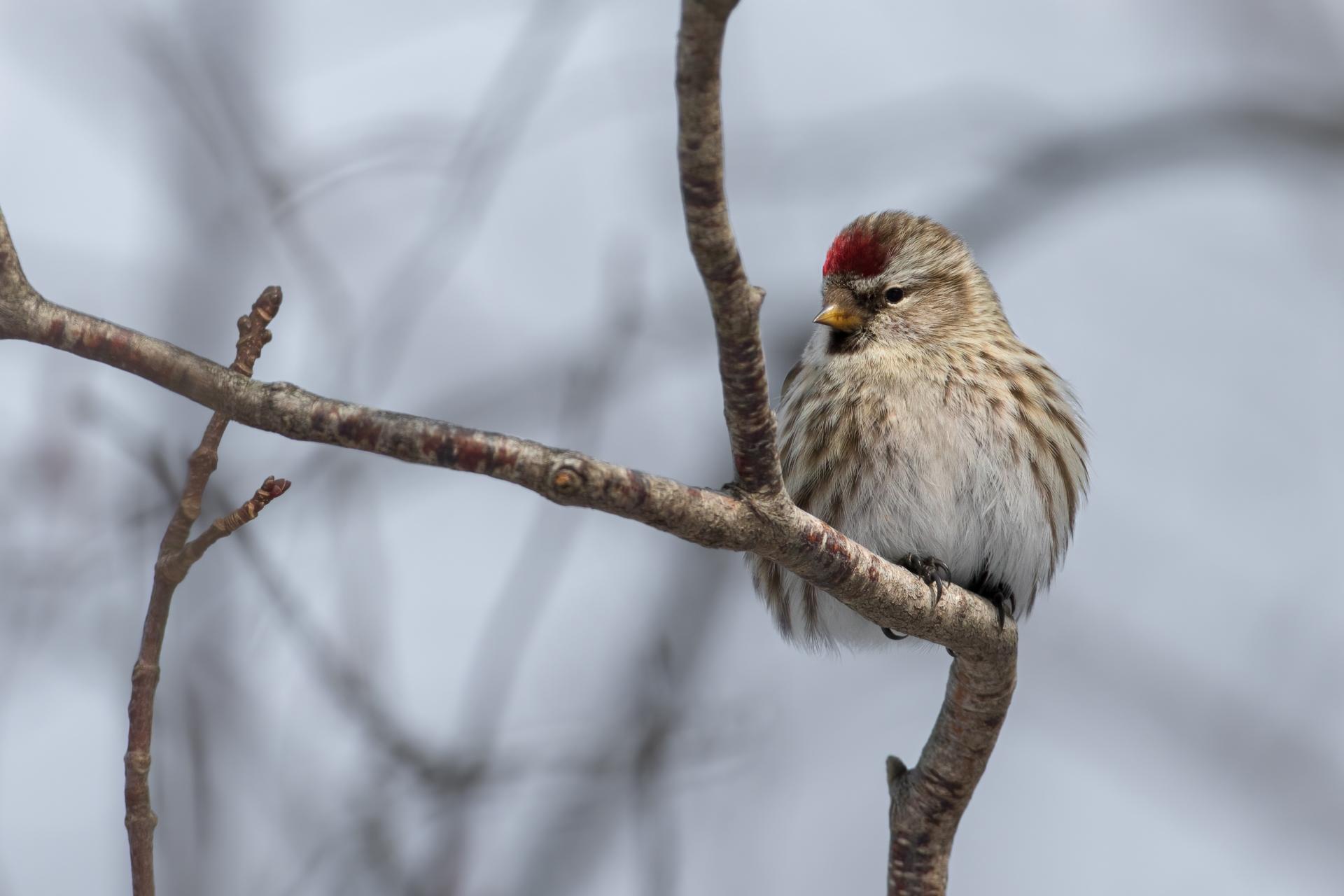 sizerin-flamme-common-redpoll