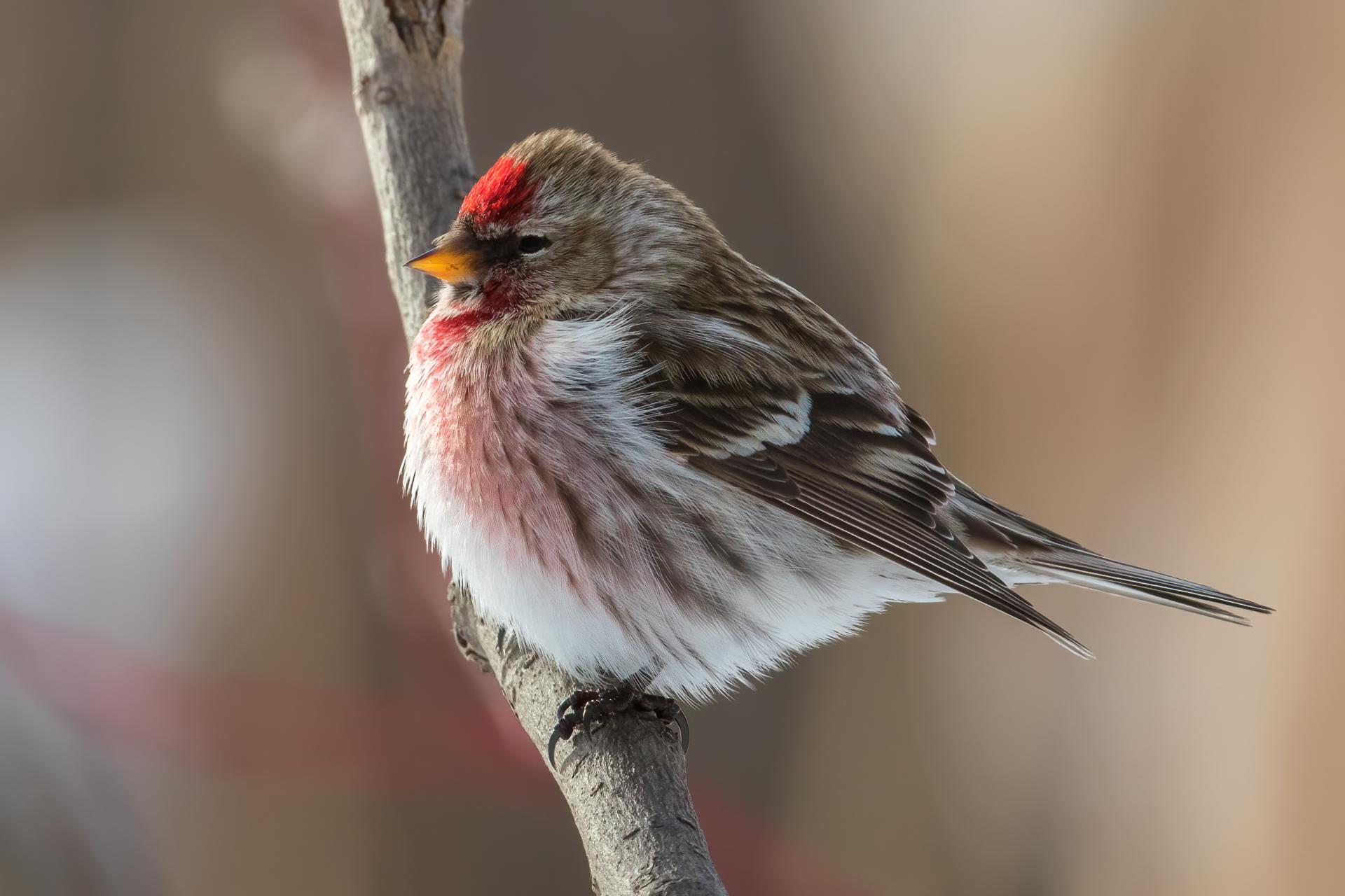 sizerin-flamme-common-redpoll