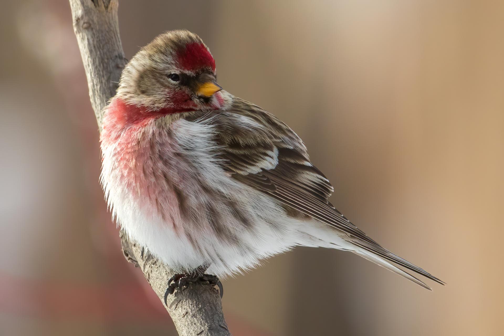 sizerin-flamme-common-redpoll