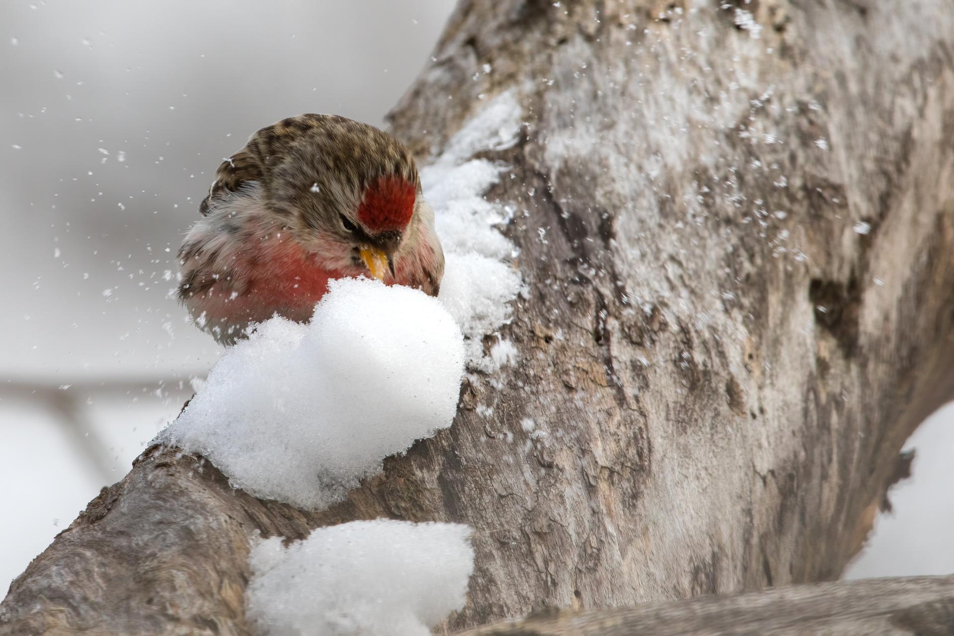 sizerin-flamme-common-redpoll