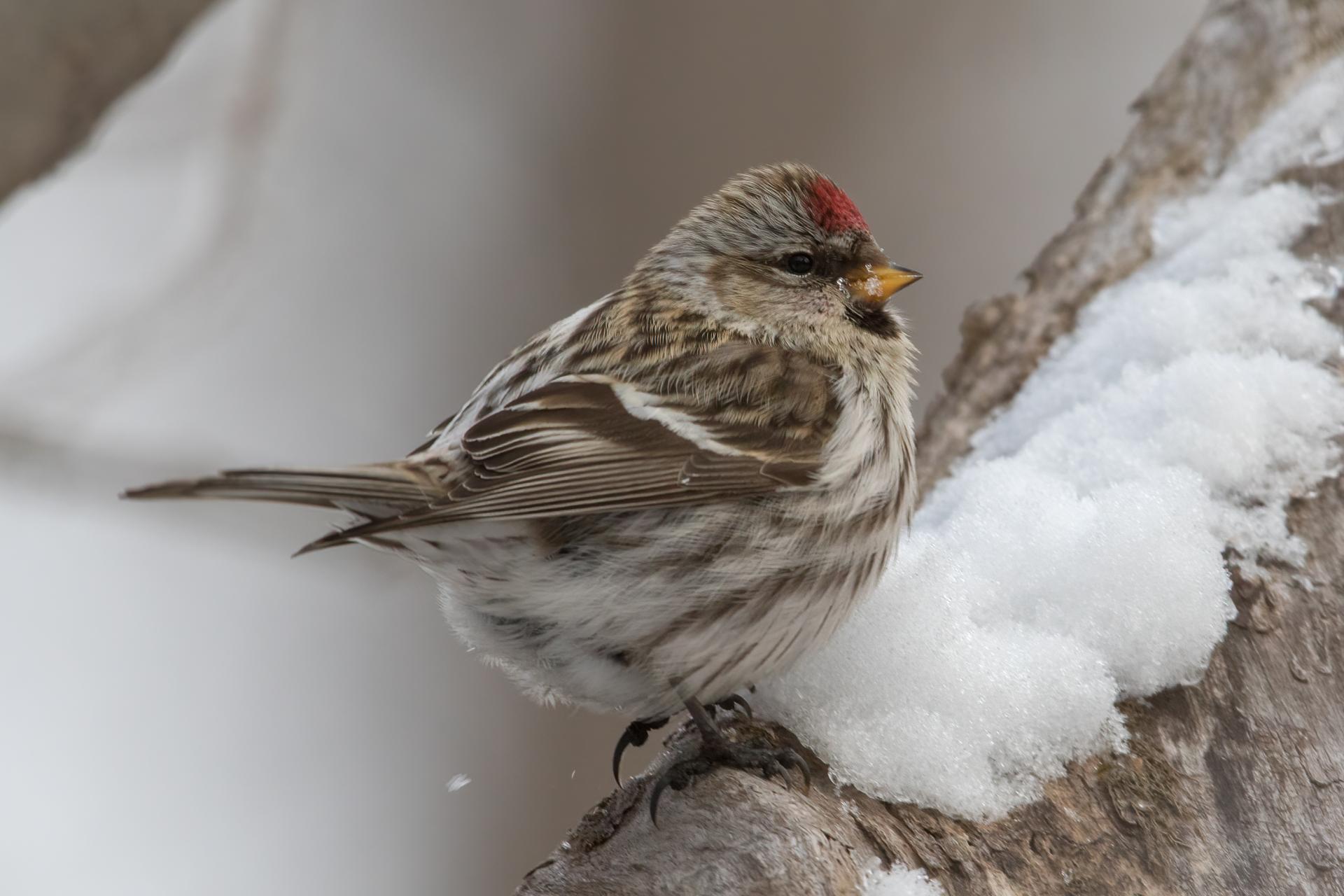 sizerin-flamme-common-redpoll