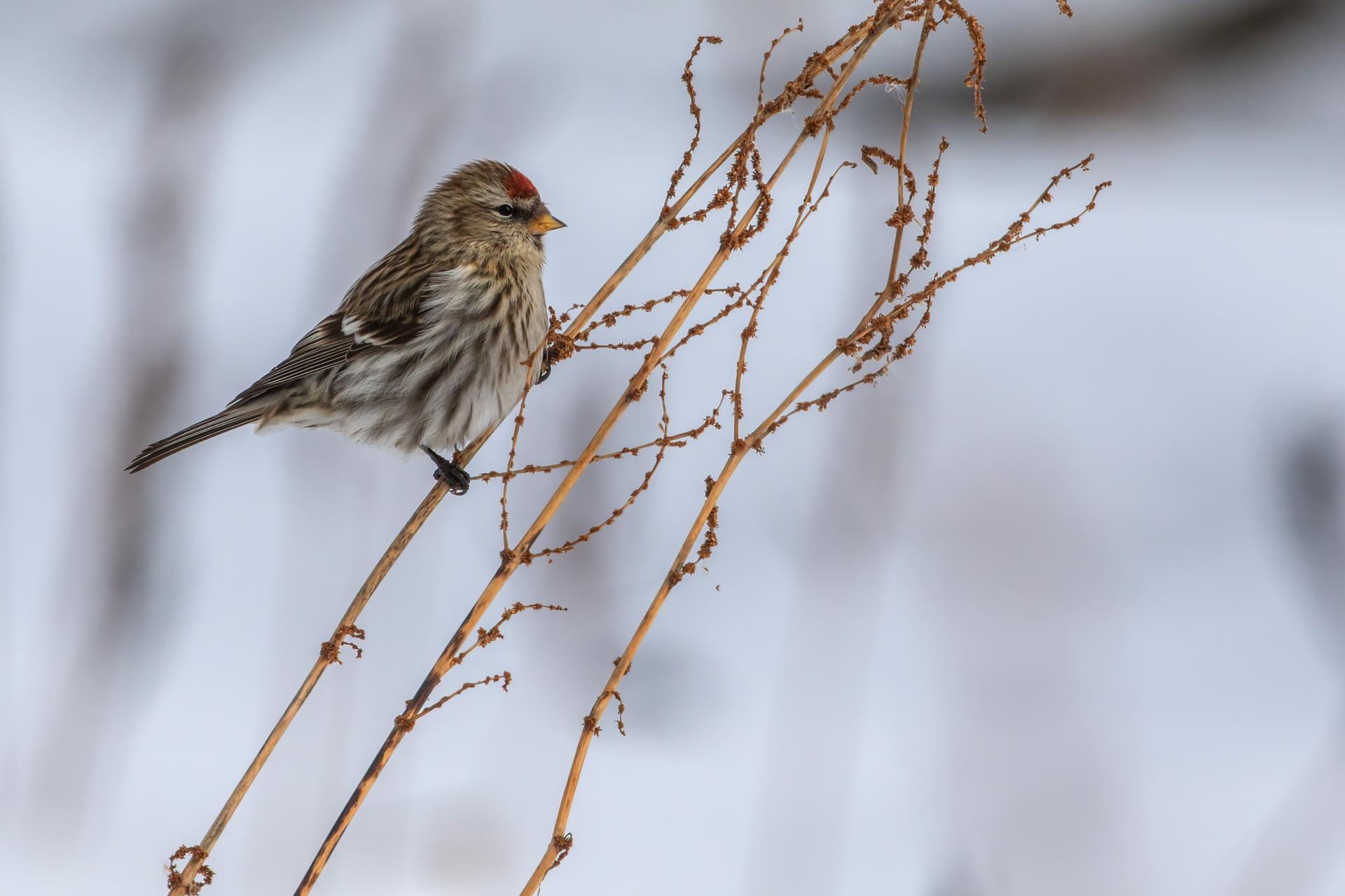 sizerin-flamme-common-redpoll