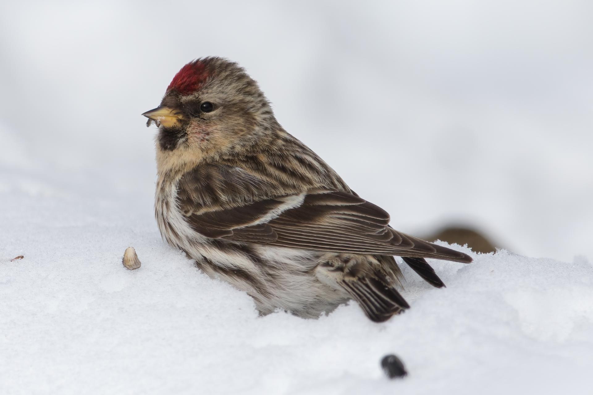 sizerin-flamme-common-redpoll