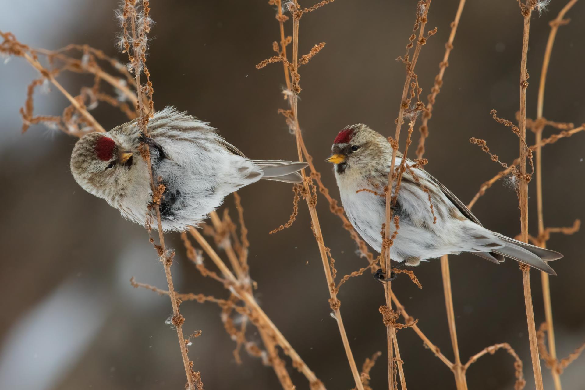 sizerin-flamme-common-redpoll