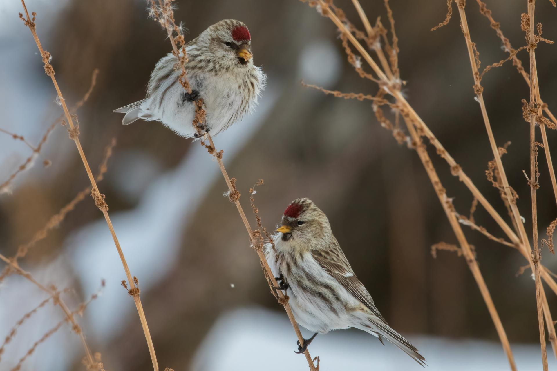 sizerin-flamme-common-redpoll