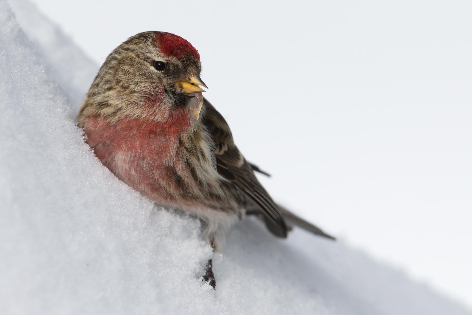 sizerin-flamme-common-redpoll