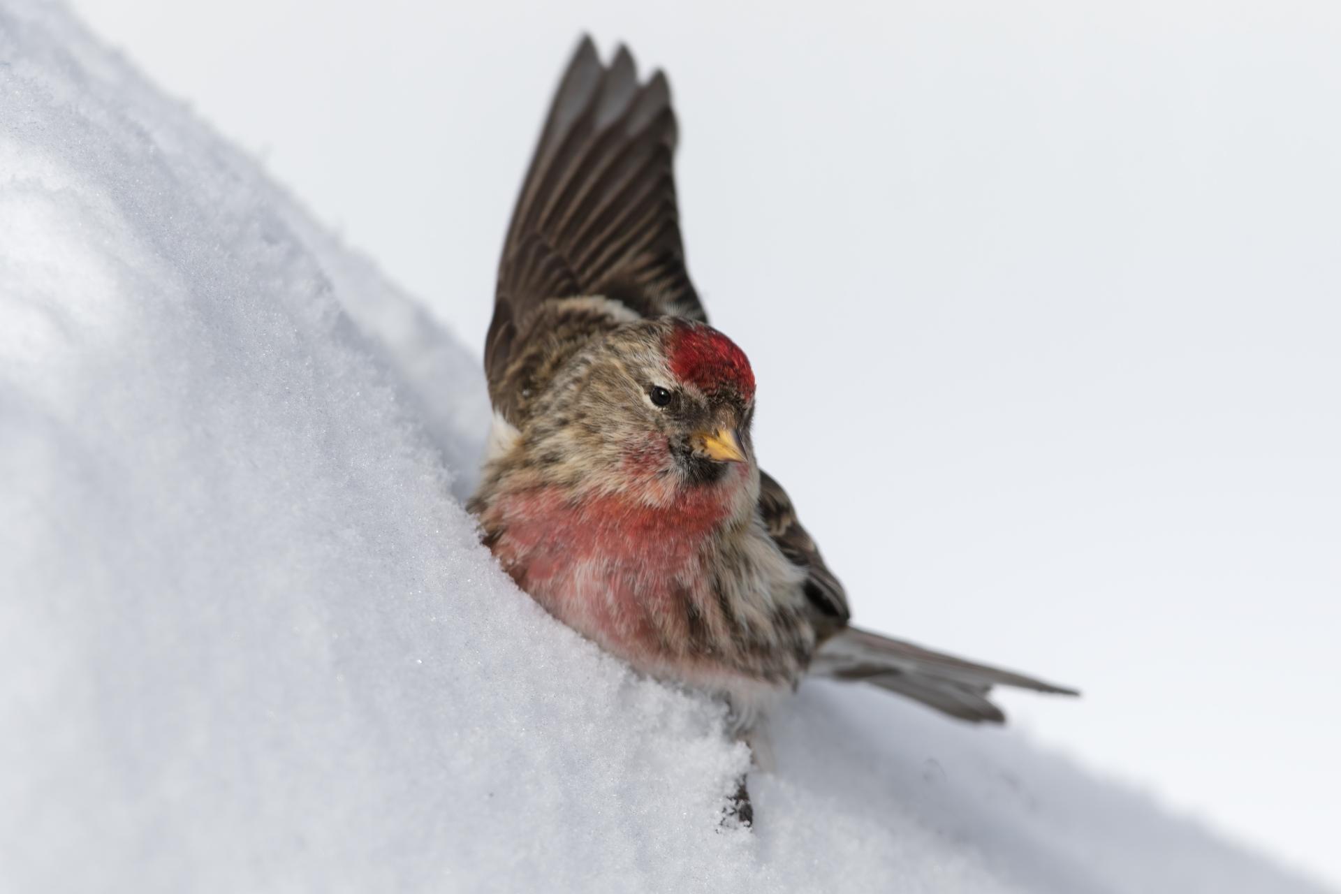 sizerin-flamme-common-redpoll