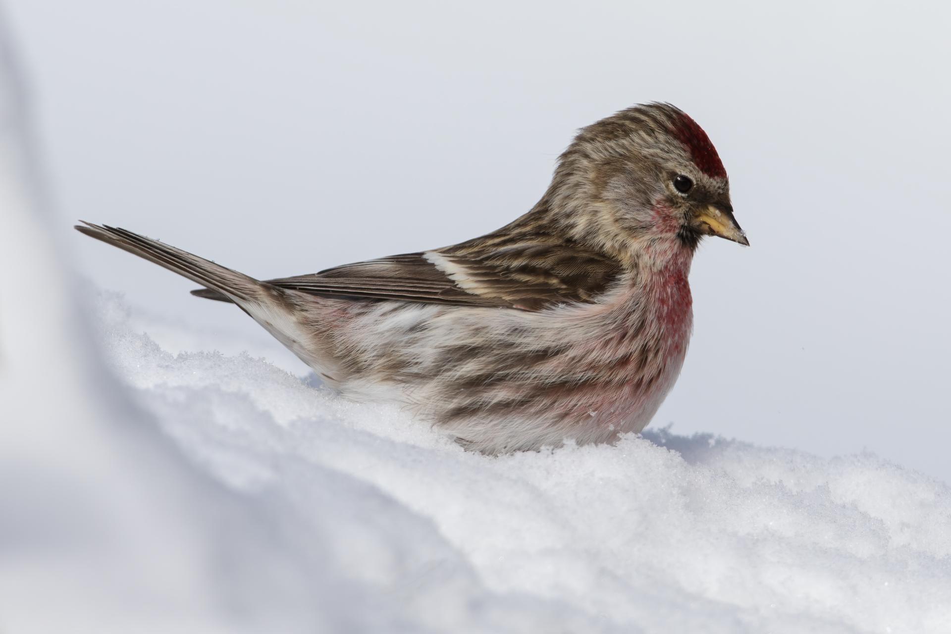 sizerin-flamme-common-redpoll