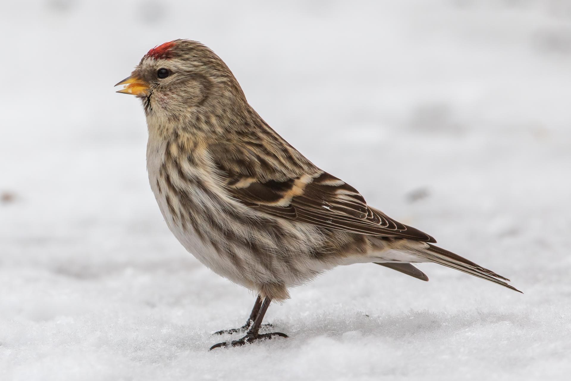 sizerin-flamme-common-redpoll