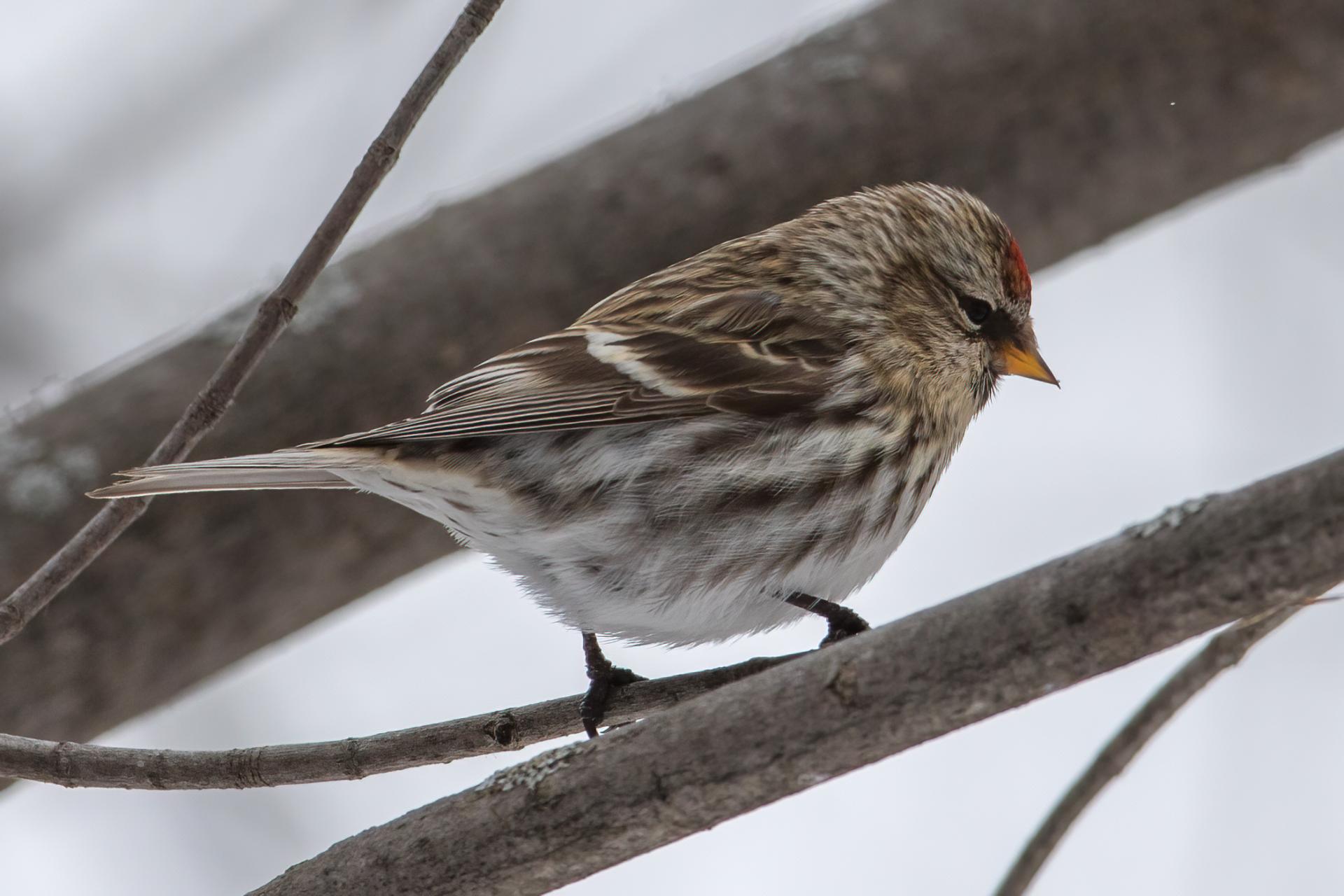 sizerin-flamme-common-redpoll