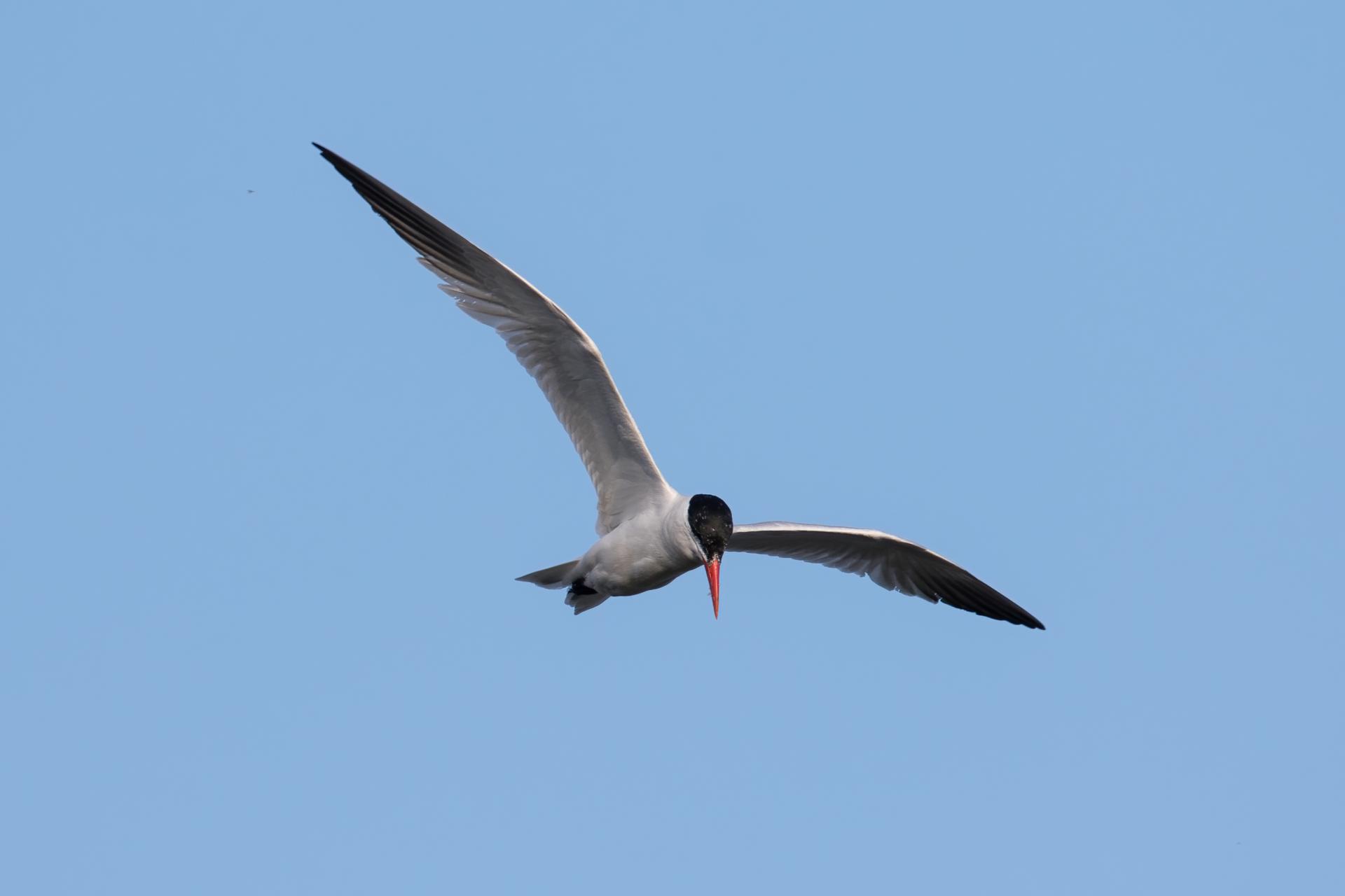 sterne-caspienne-Caspian-tern
