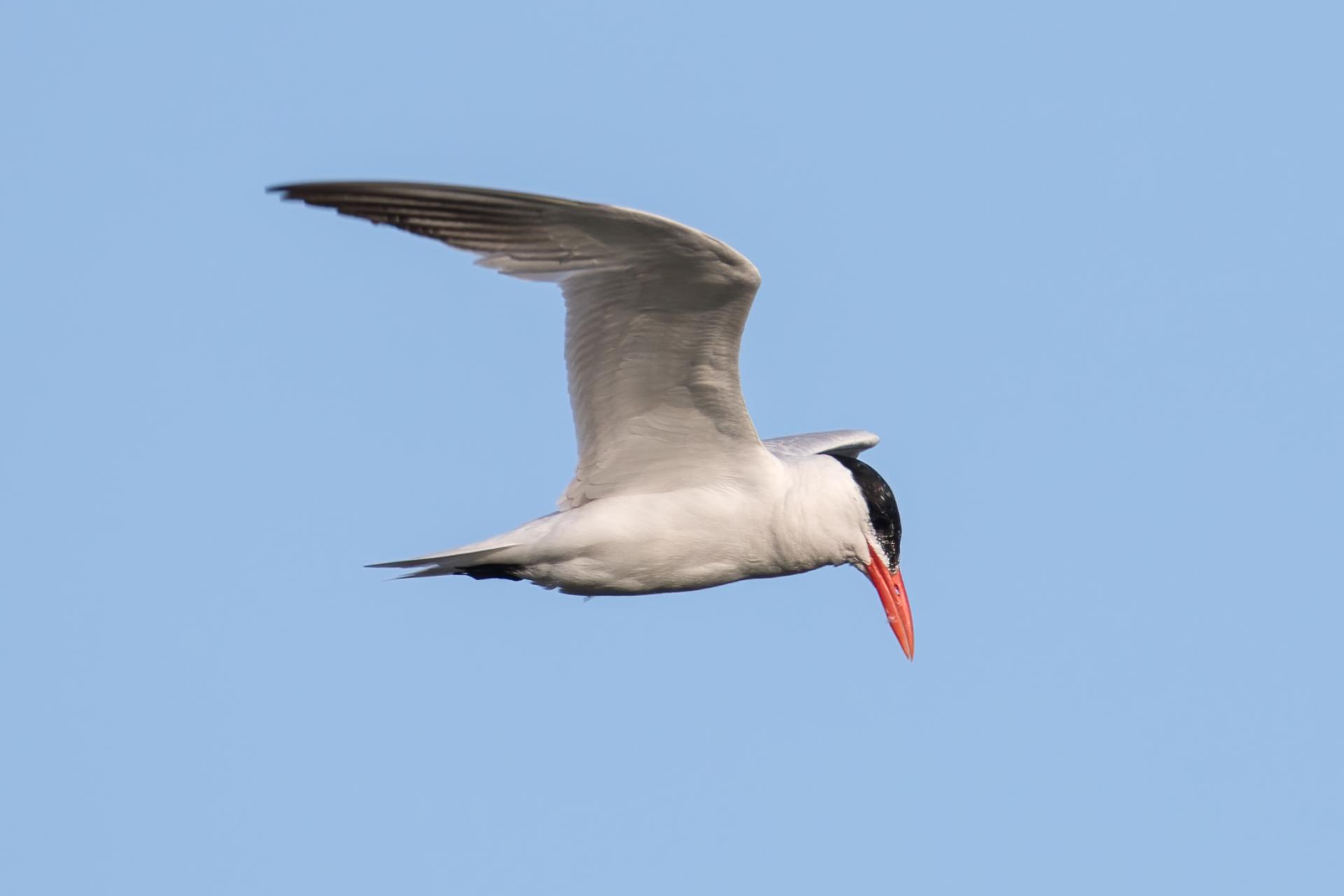 sterne-caspienne-Caspian-tern
