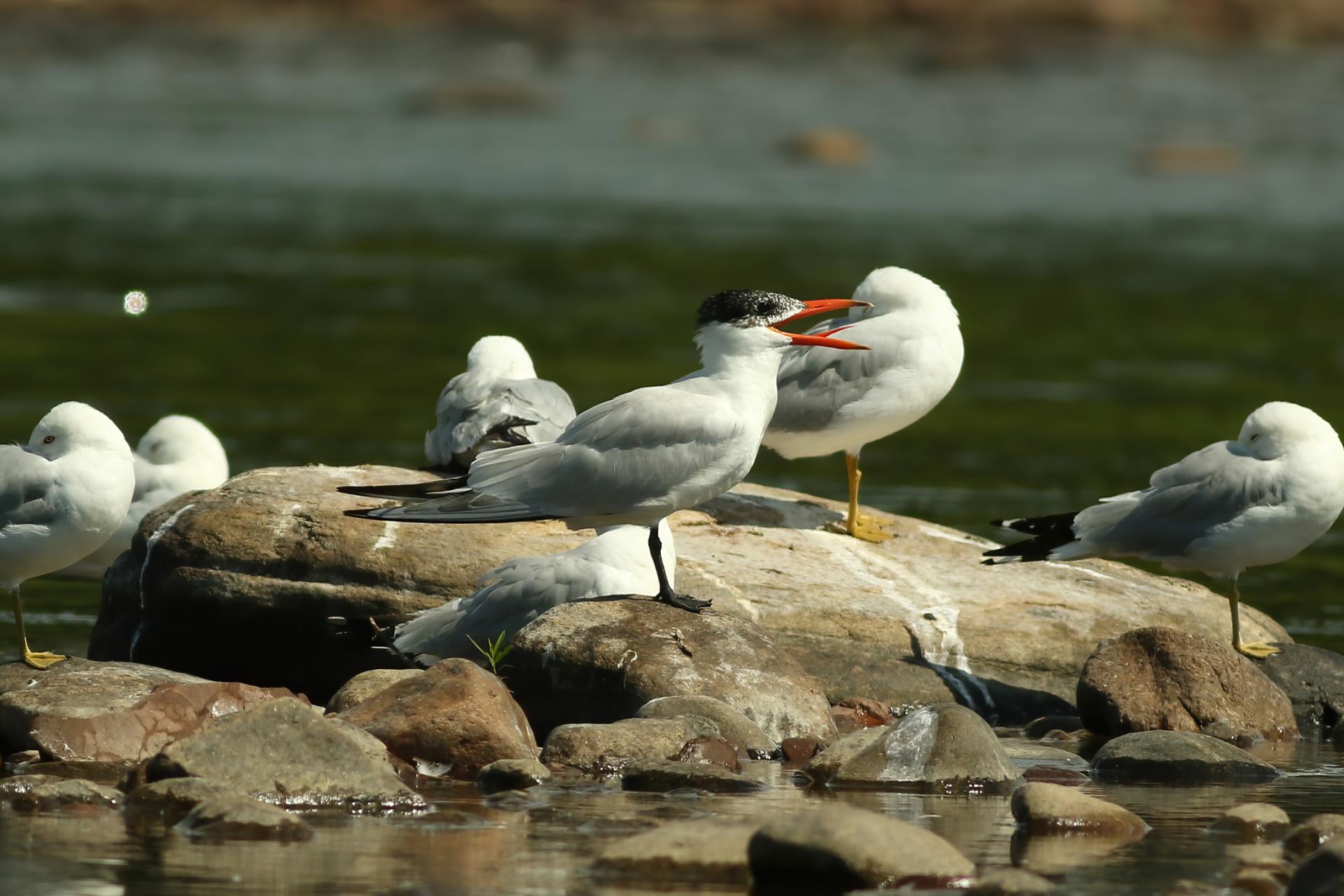 sterne-caspienne-Caspian-tern