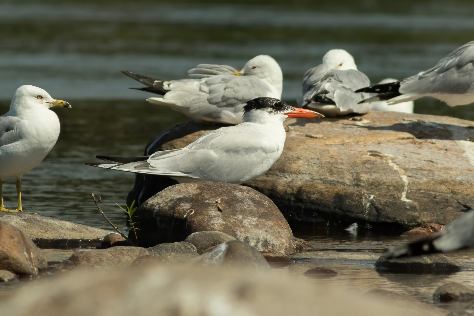 sterne-caspienne-Caspian-tern