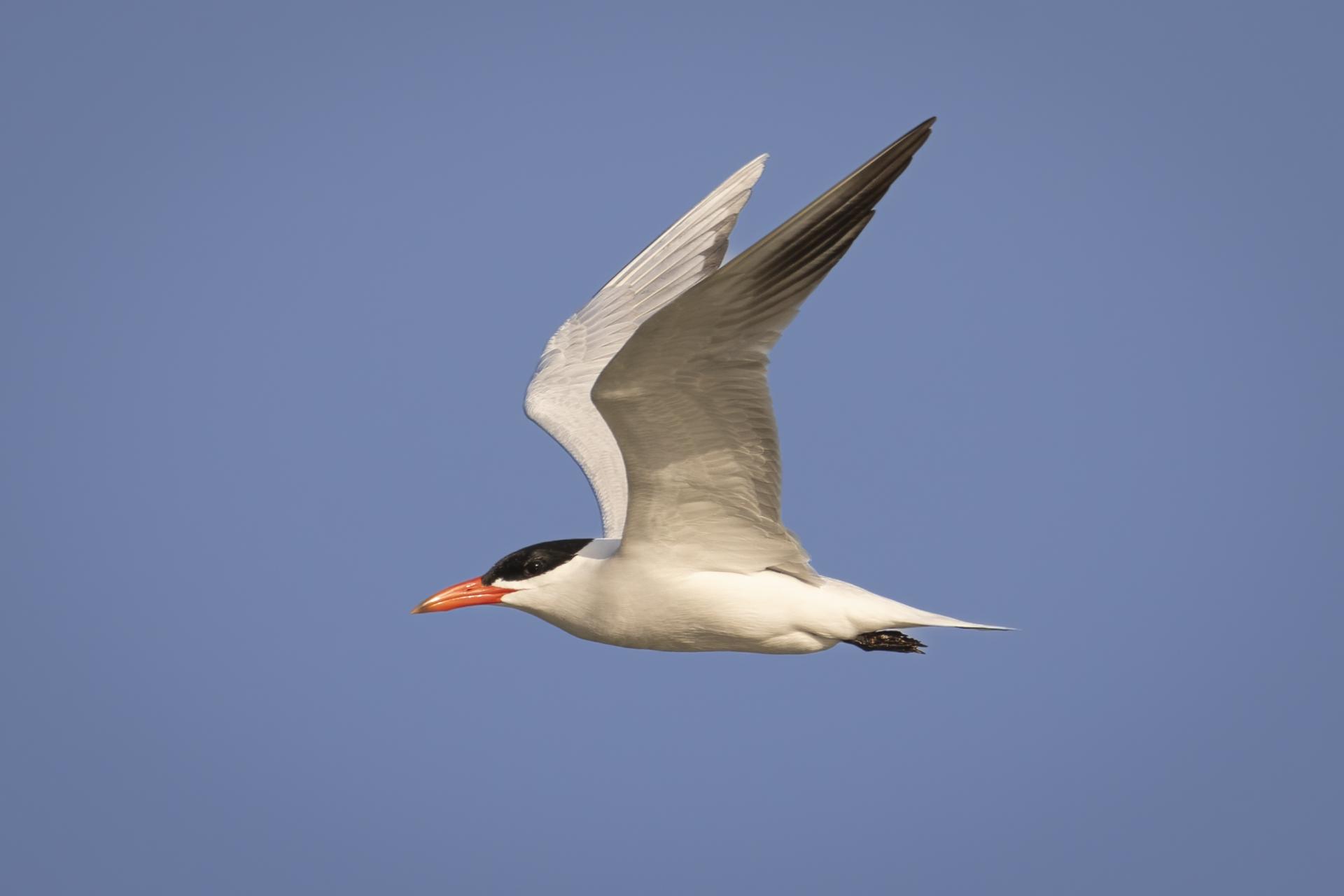 sterne-caspienne-Caspian-tern