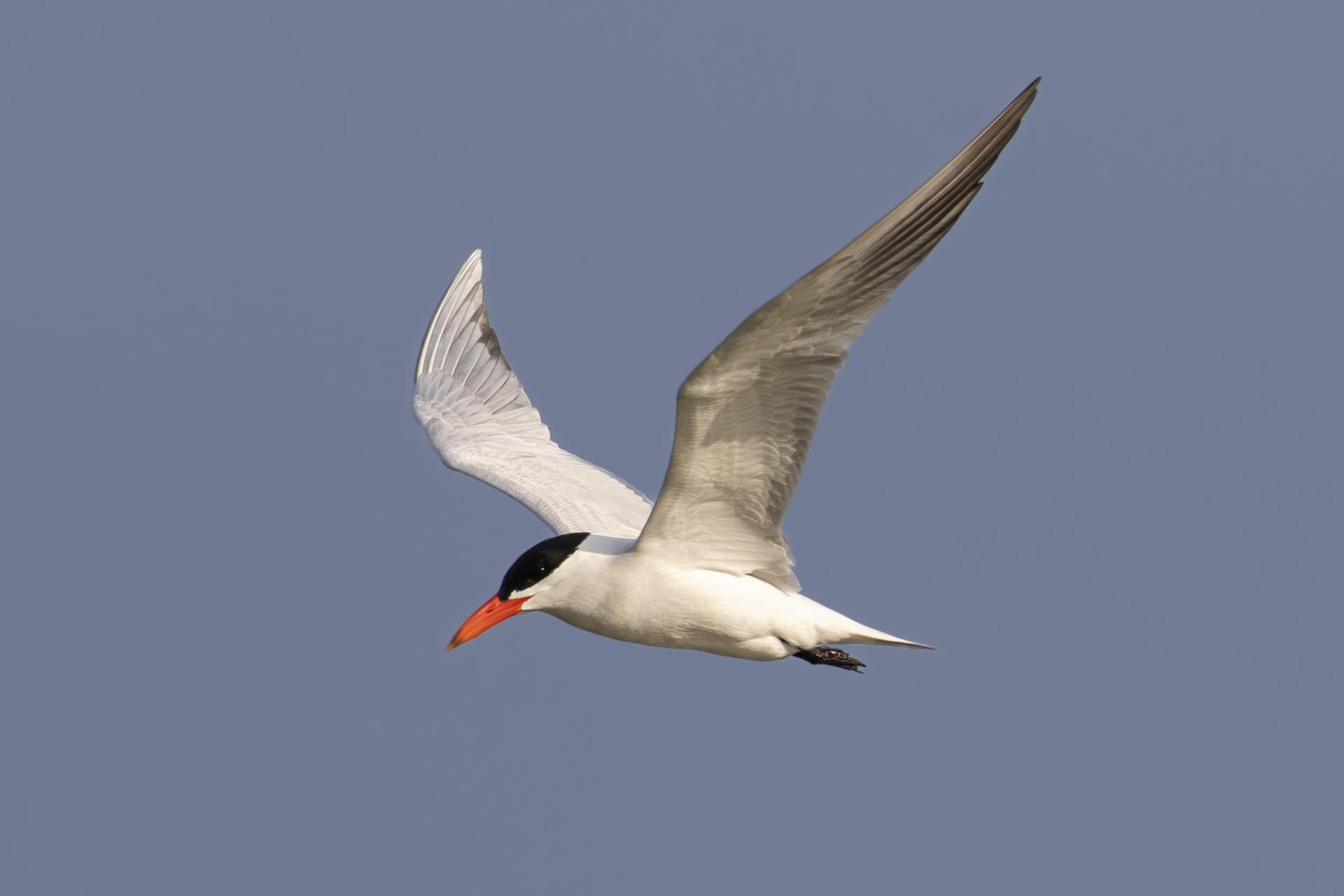 sterne-caspienne-Caspian-tern