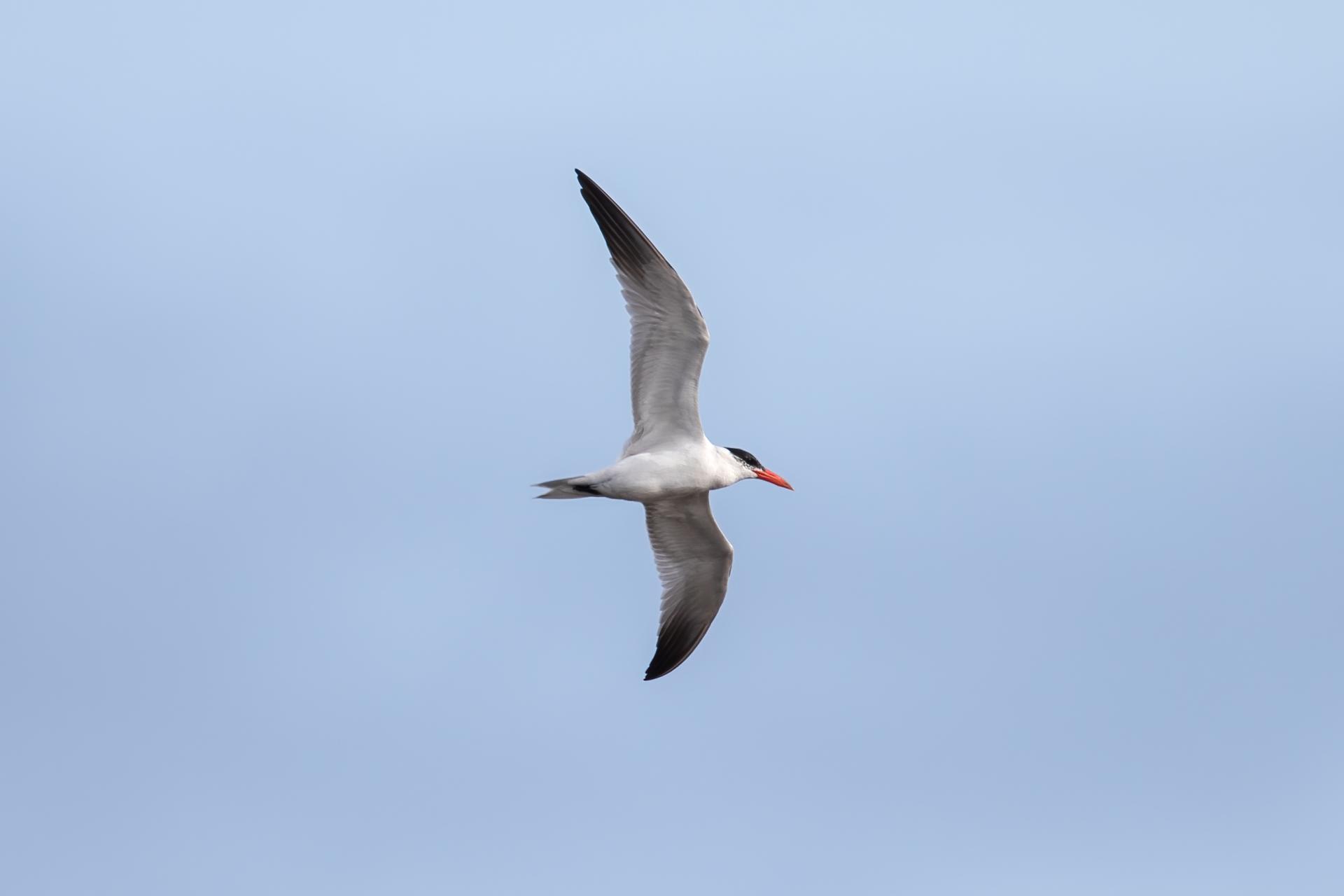 sterne-pierre-garin-common-tern