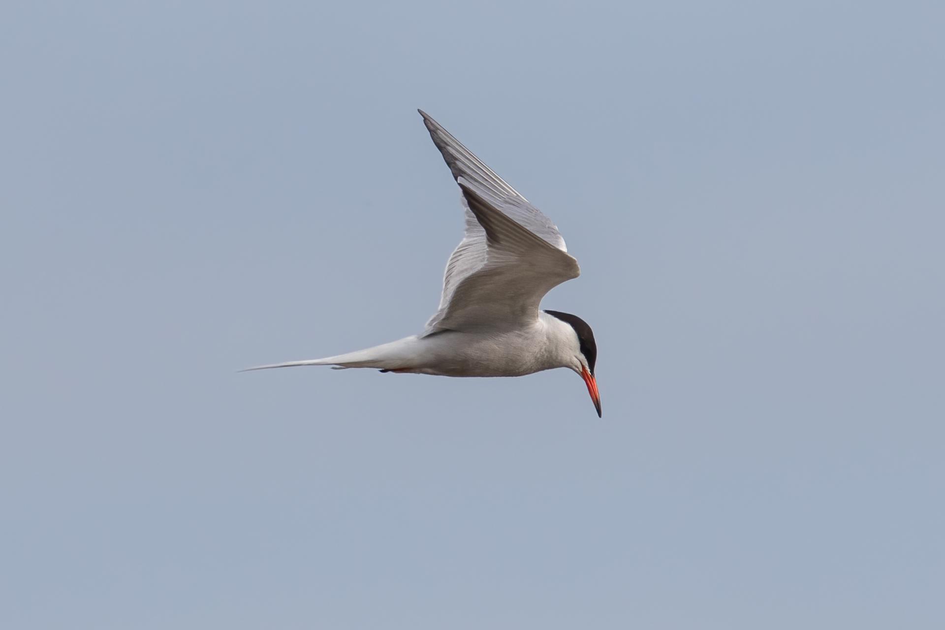 sterne-pierre-garin-common-tern