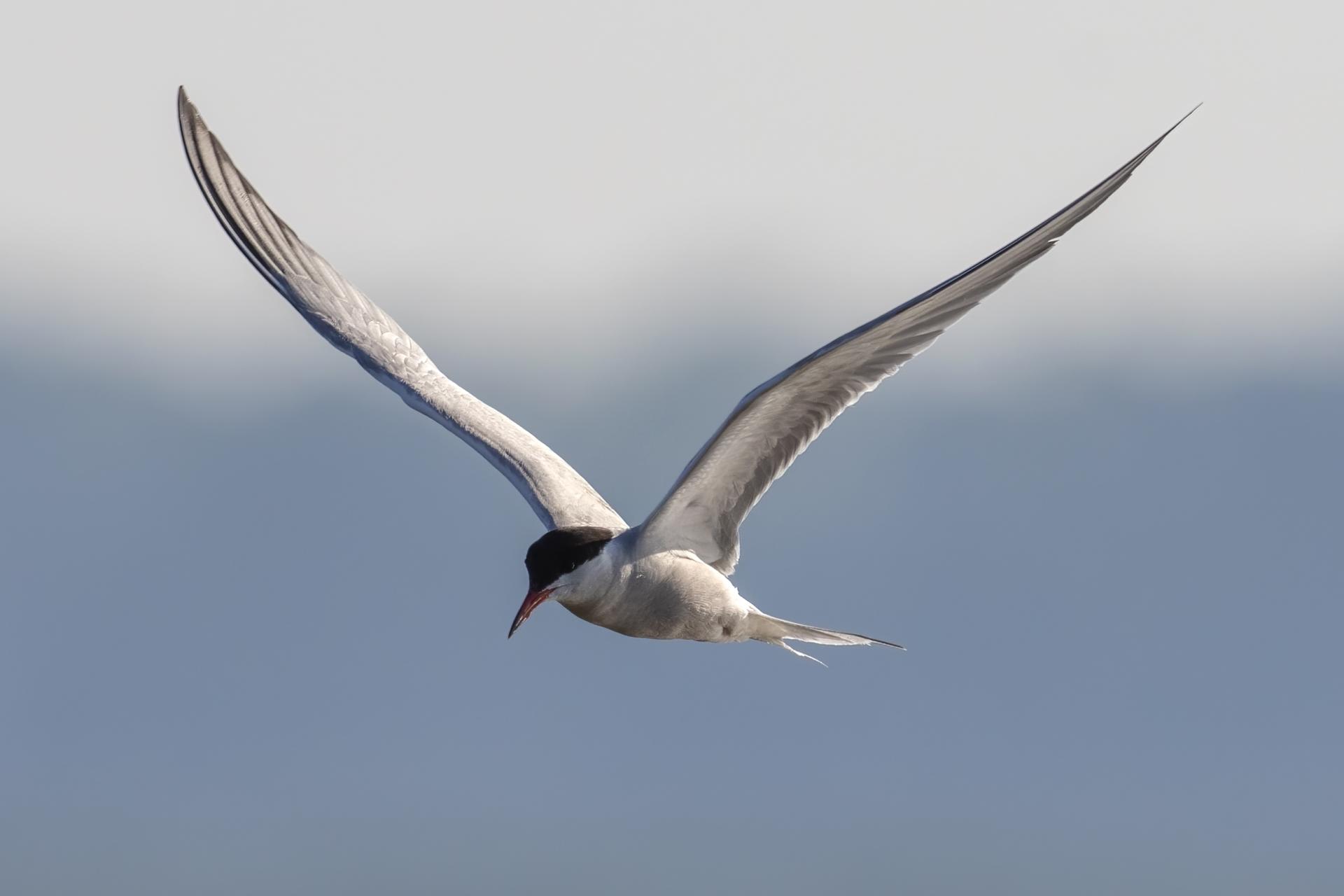 sterne-pierre-garin-common-tern