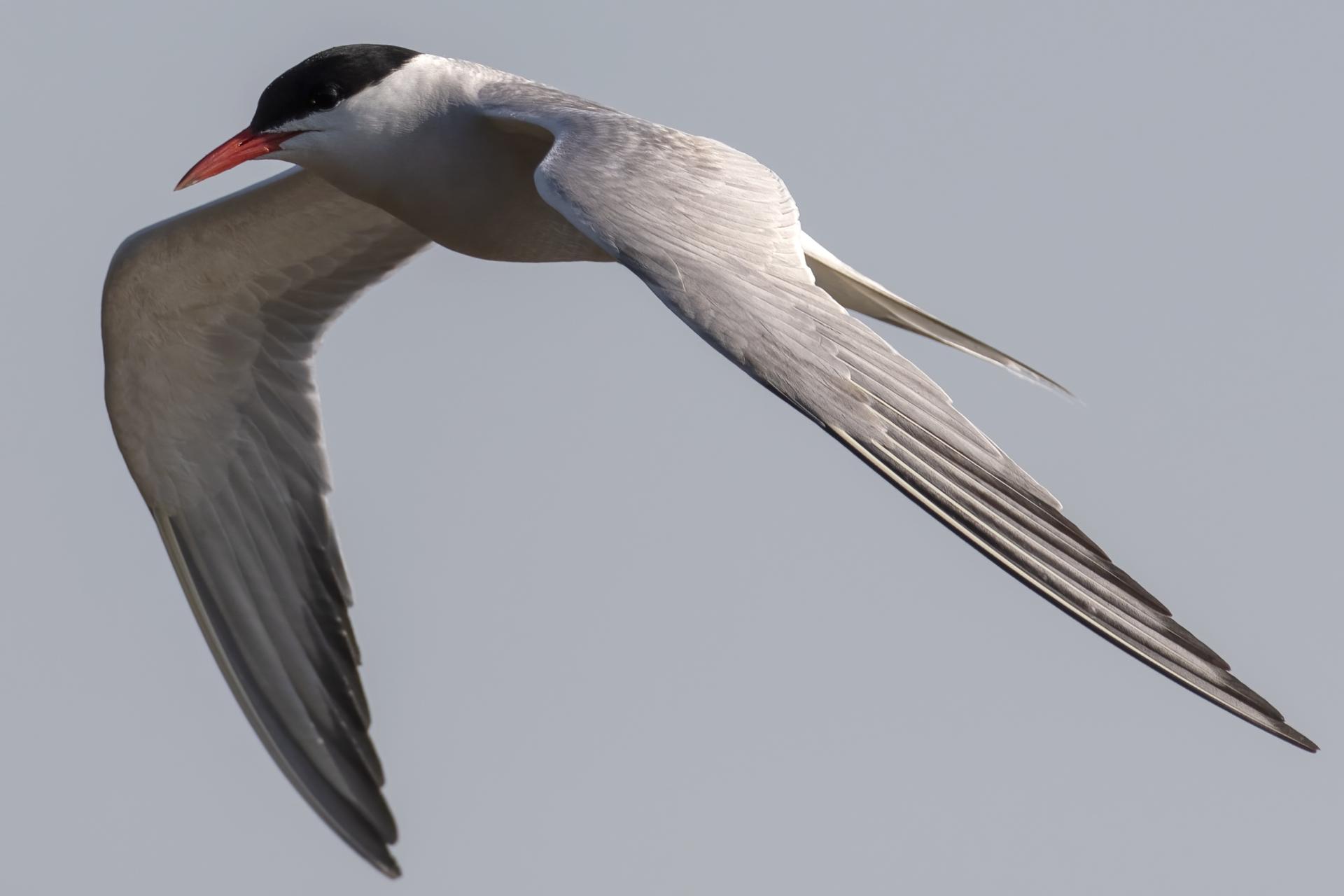 sterne-pierre-garin-common-tern