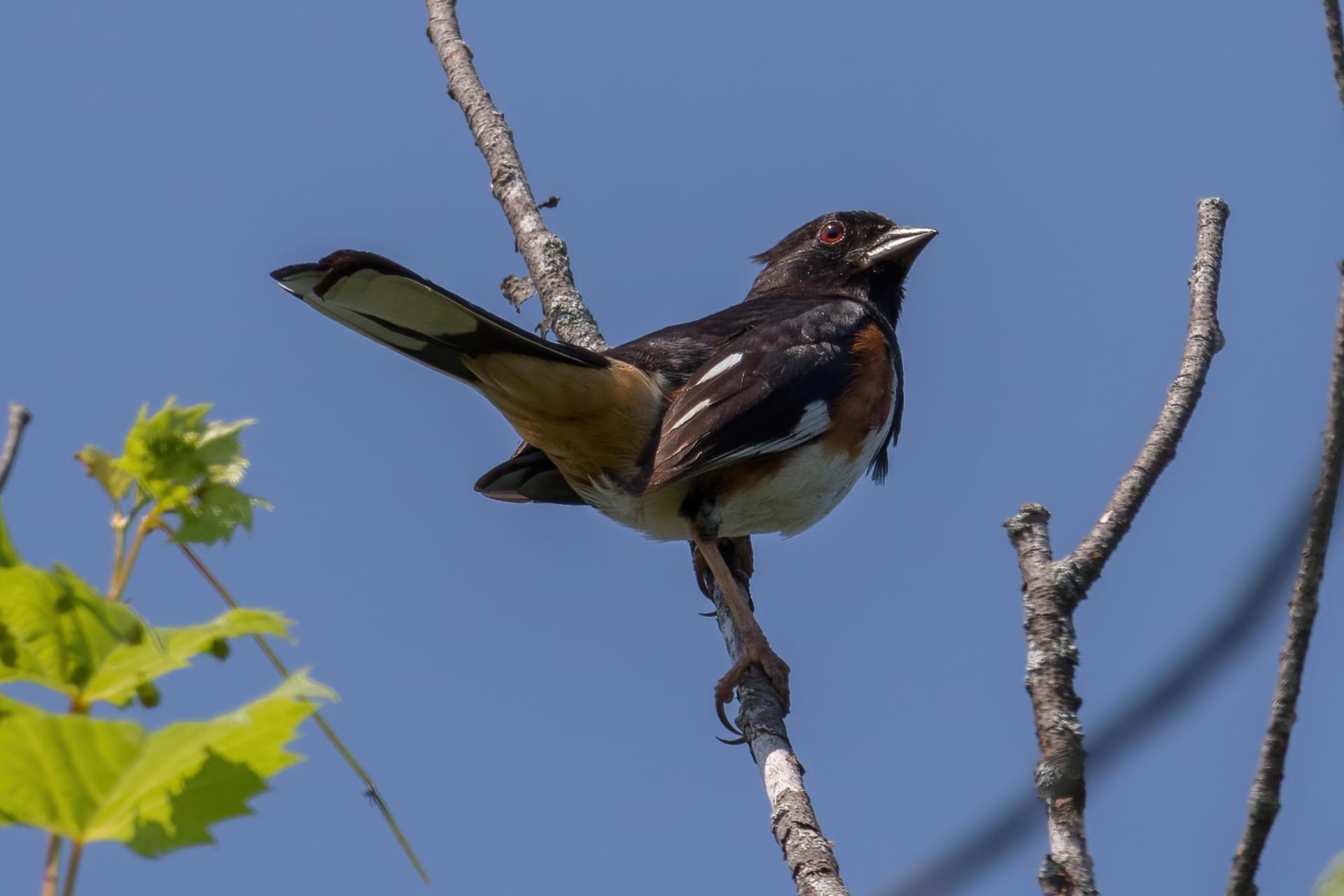 tohia-flancs-roux-Eastern-towhee