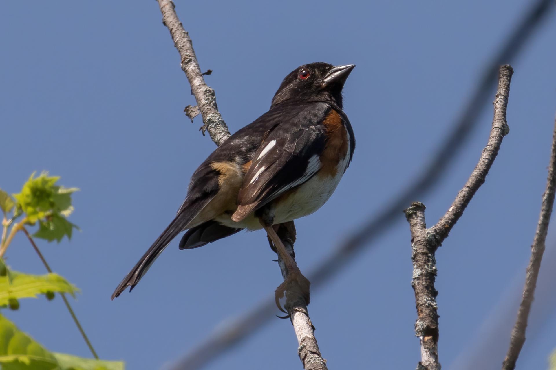 tohia-flancs-roux-Eastern-towhee