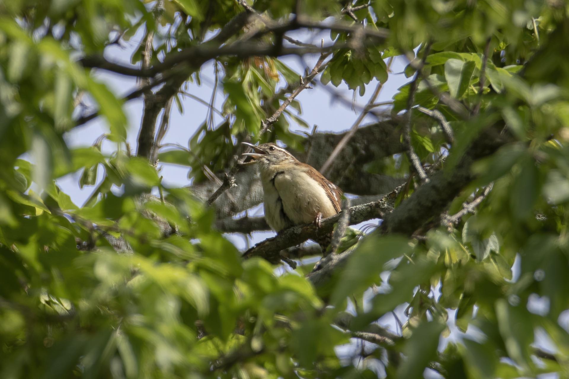 troglodyte-de-caroline-carolina-wren
