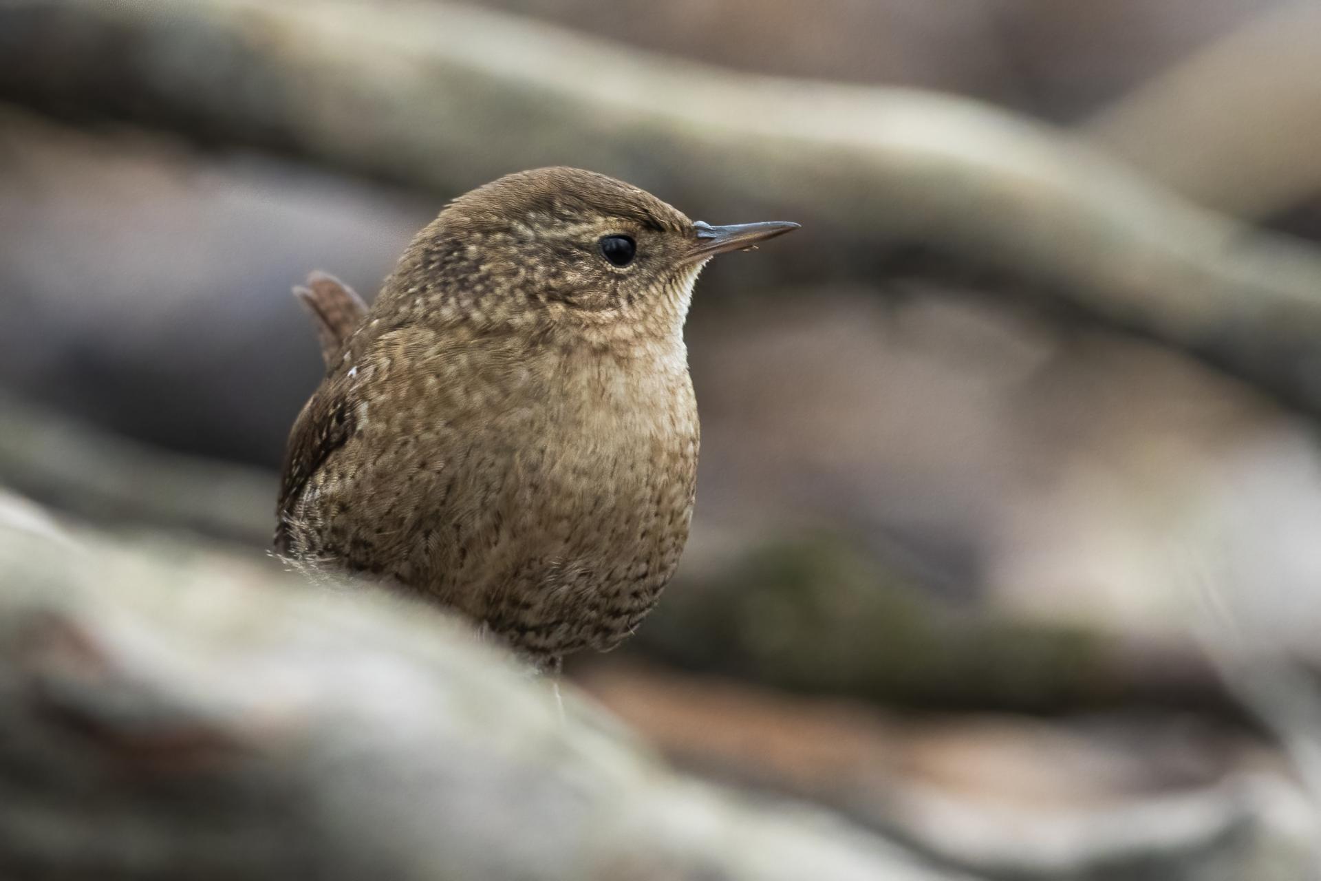 troglodyte-des-forets-Winter-wren
