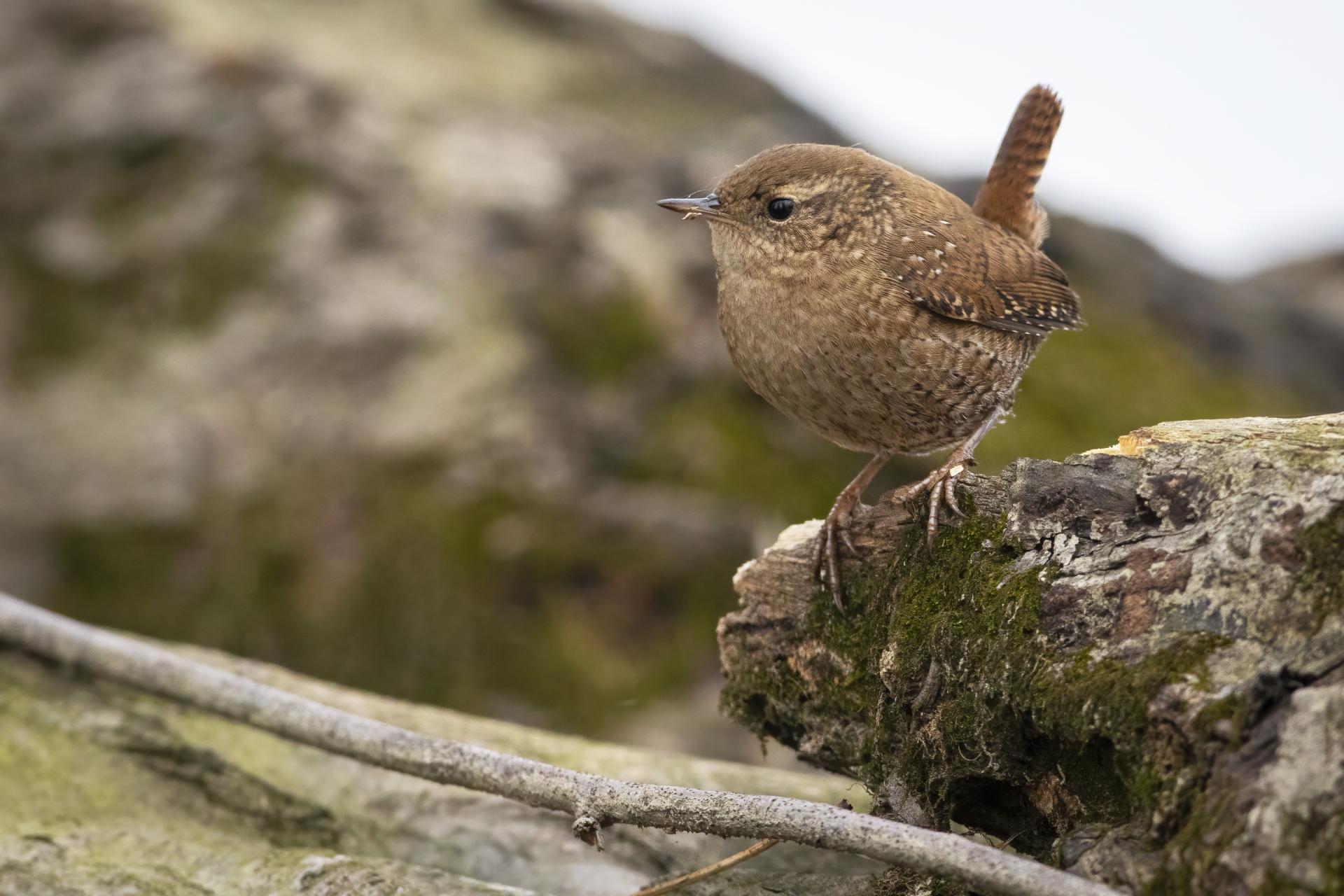 troglodyte-des-forets-Winter-wren
