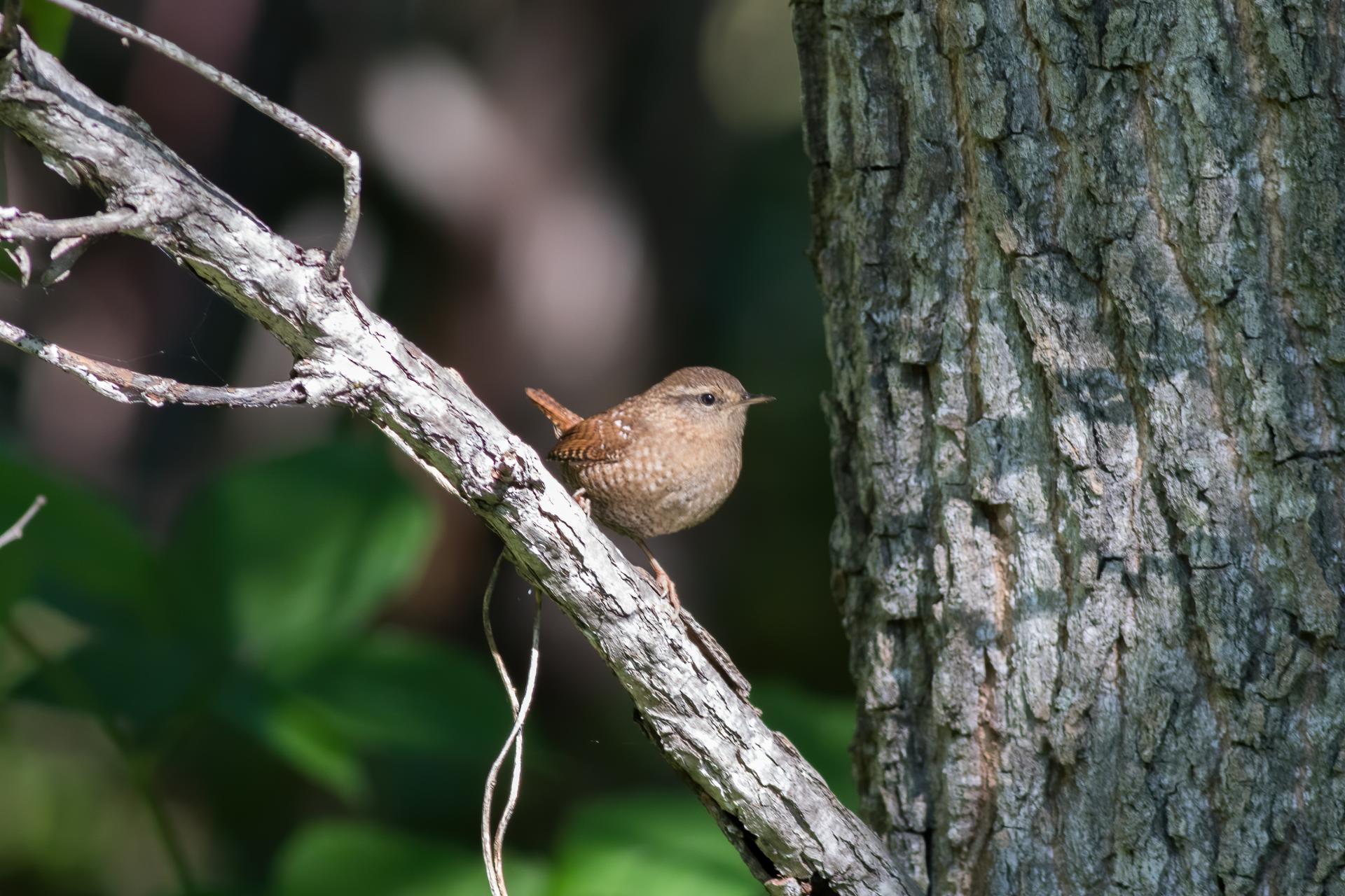 troglodyte-des-forets-Winter-wren