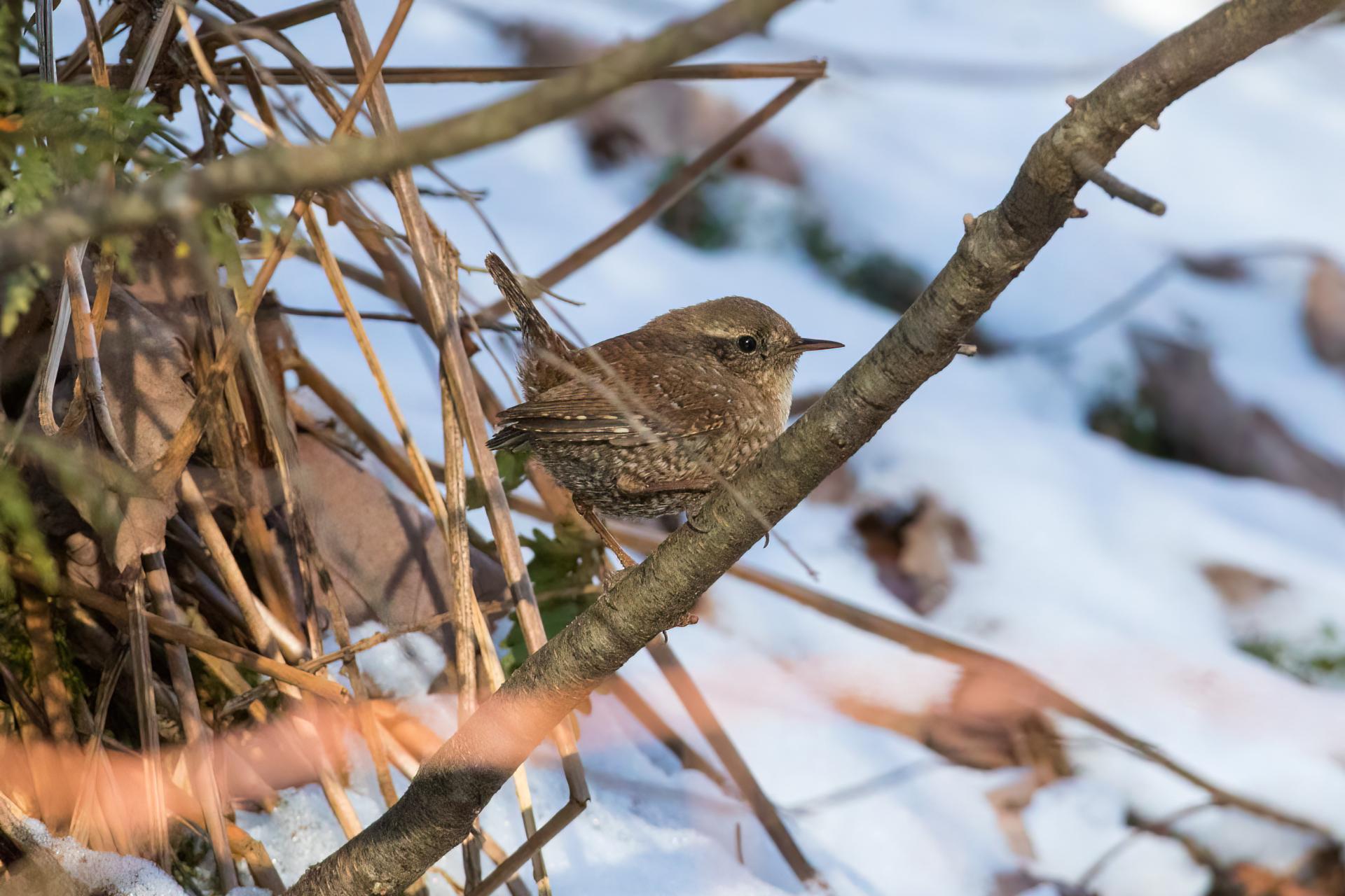 troglodyte-des-forets-Winter-wren
